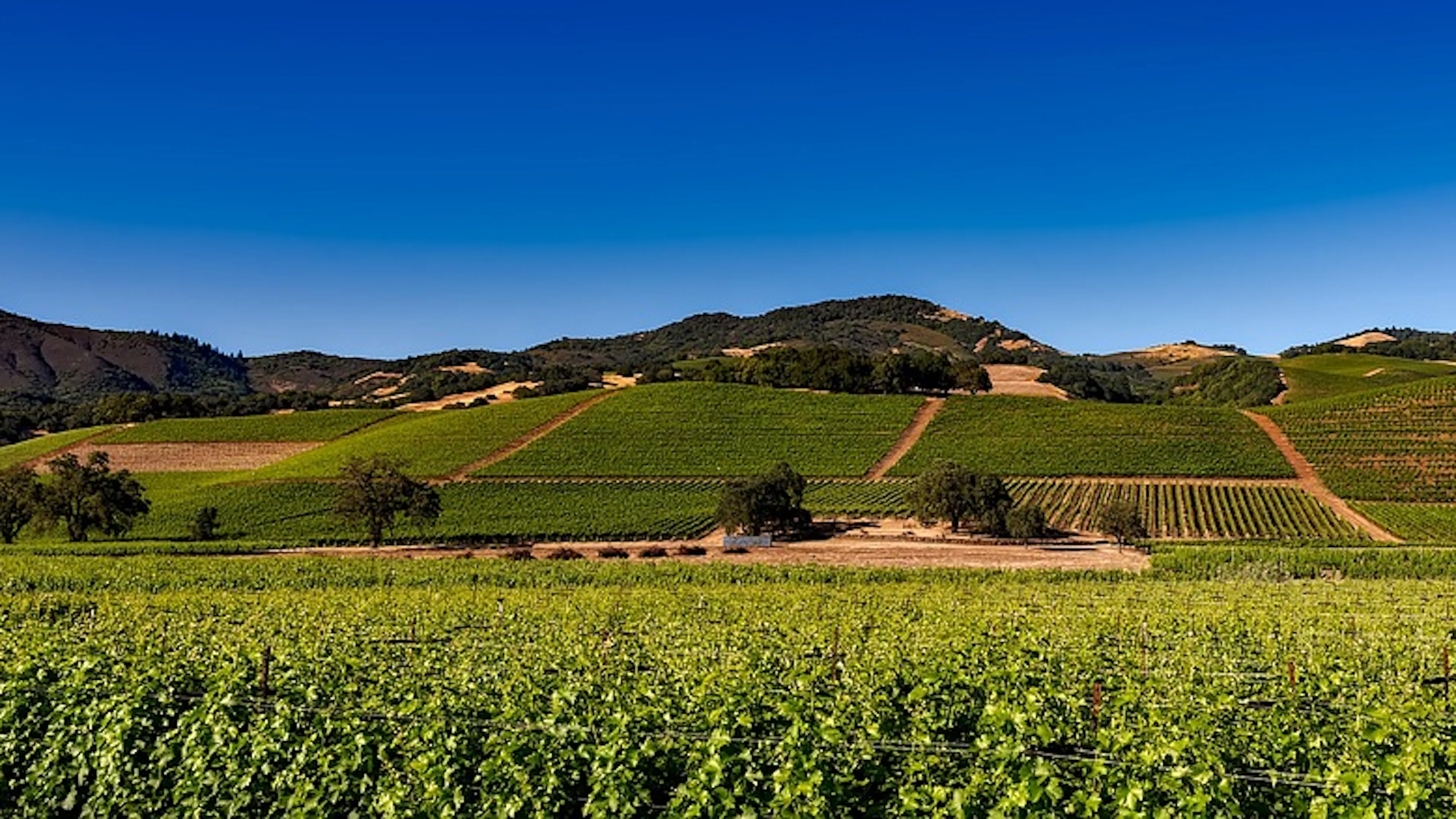 A wide sweeping view of a vineyard on a short hill on a clear blue sunny day