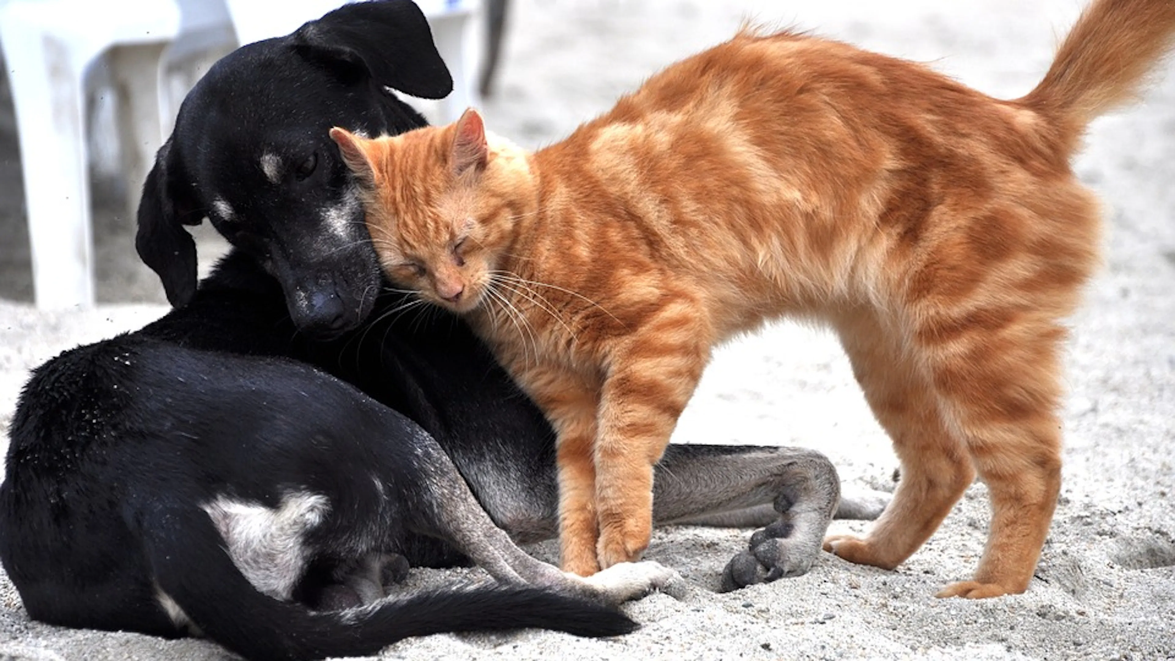 A black puppy and a tabby cat snuggling on a sandy beach
