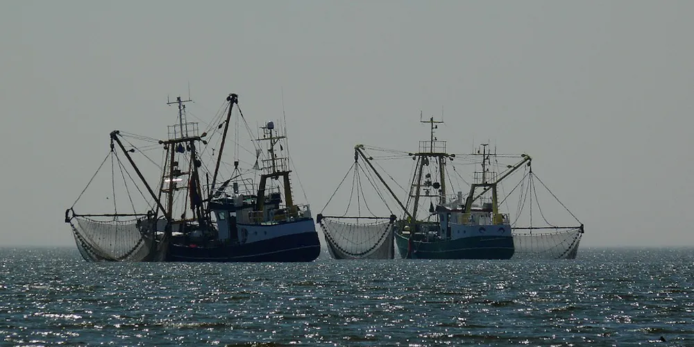 Is Wild-Catch Fishing Sustainable?