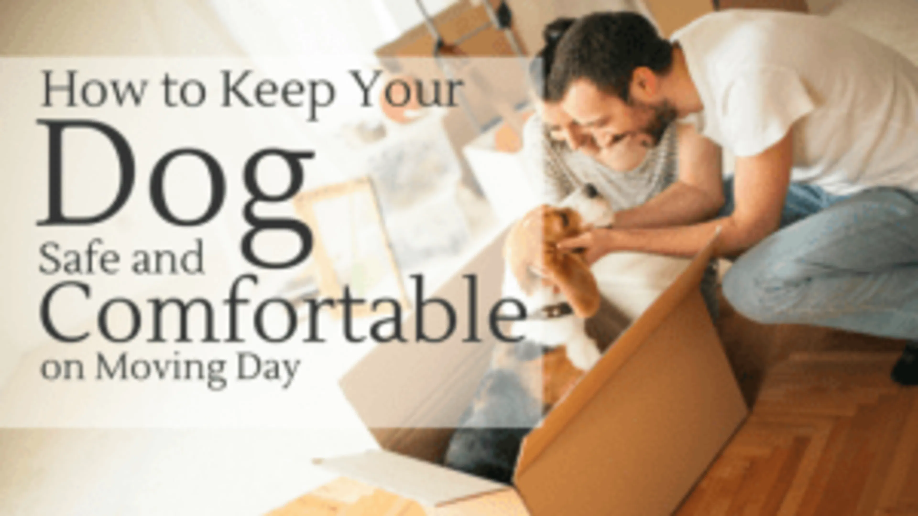 How to Keep Your Dog Safe and Comfortable on Moving Day
