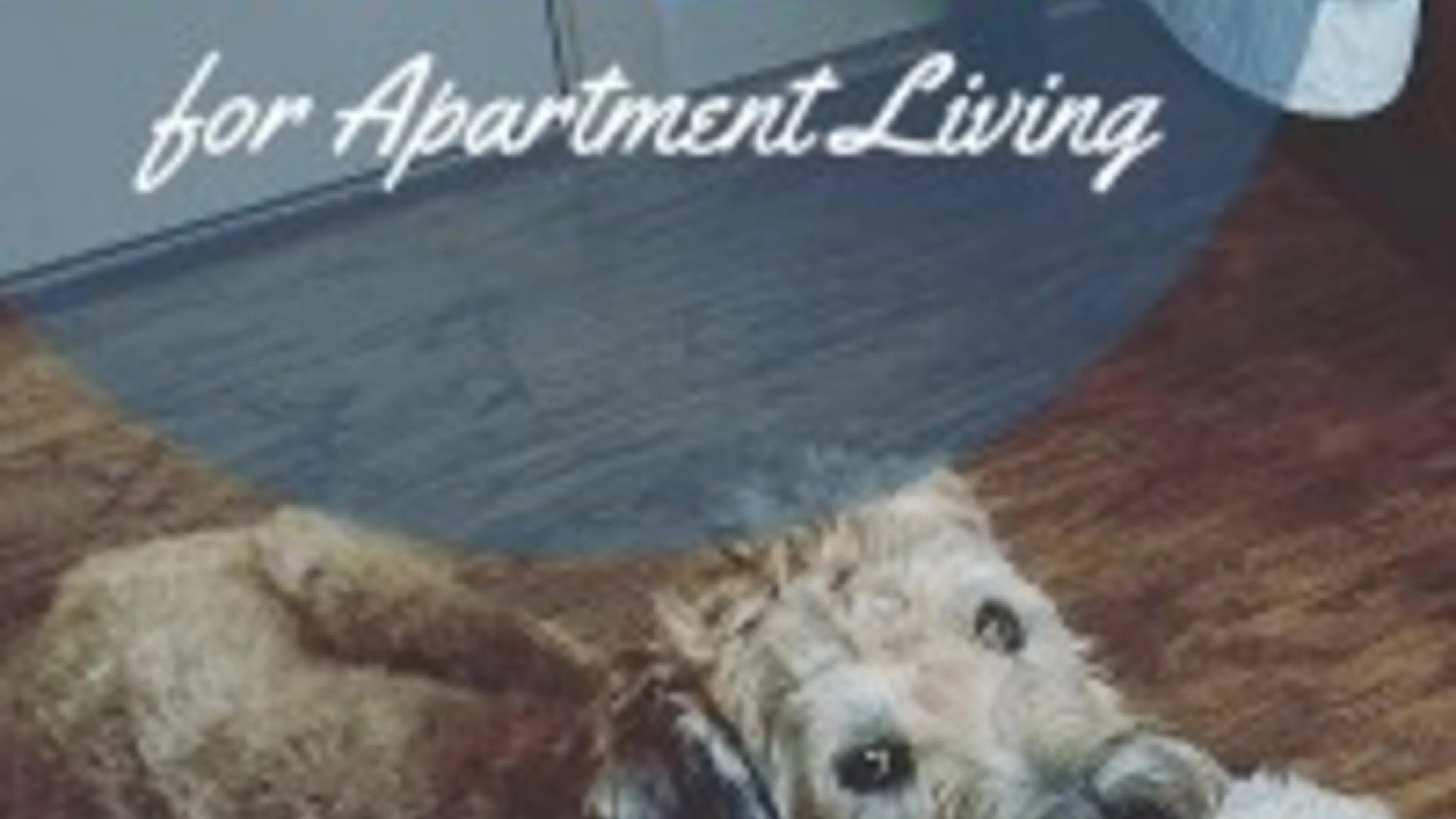 Essential Pet Products for Apartment Living