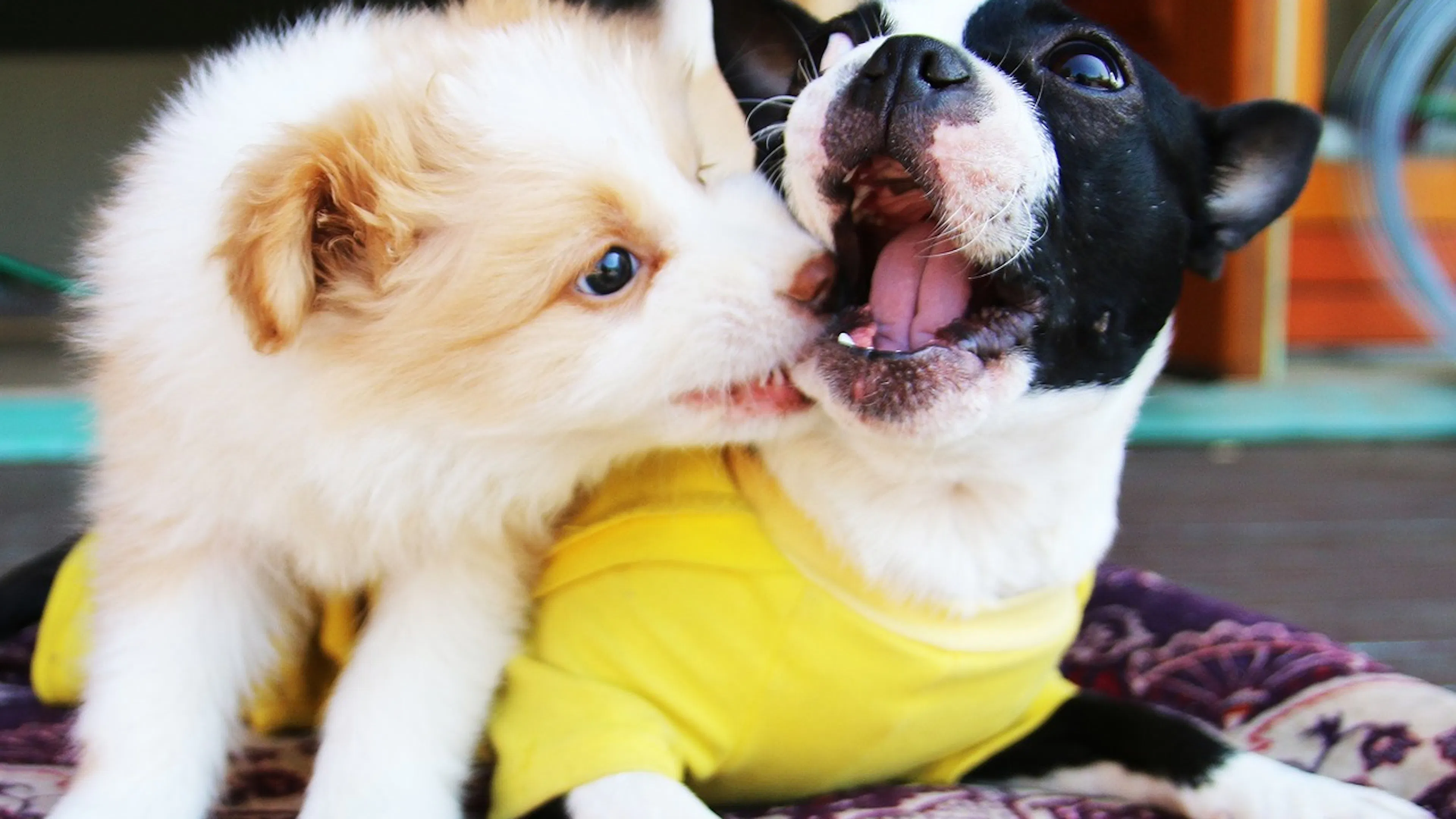 Two small puppy dogs playing with each other on a purple blanket