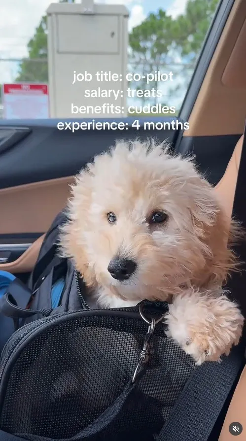 puppy sits in a black pet carrier on the passenger seat of a car
