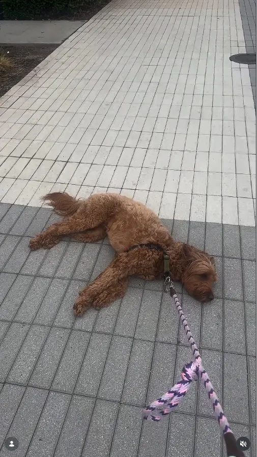 brown dog laying on gray pavement with multicolored leash