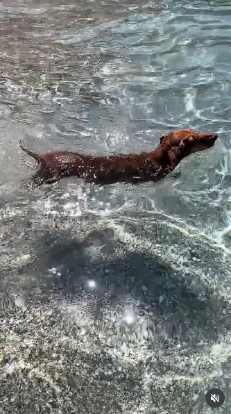 brown dog swimming in water