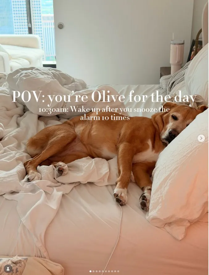 Dog laying in unmade bed with head on a pillow