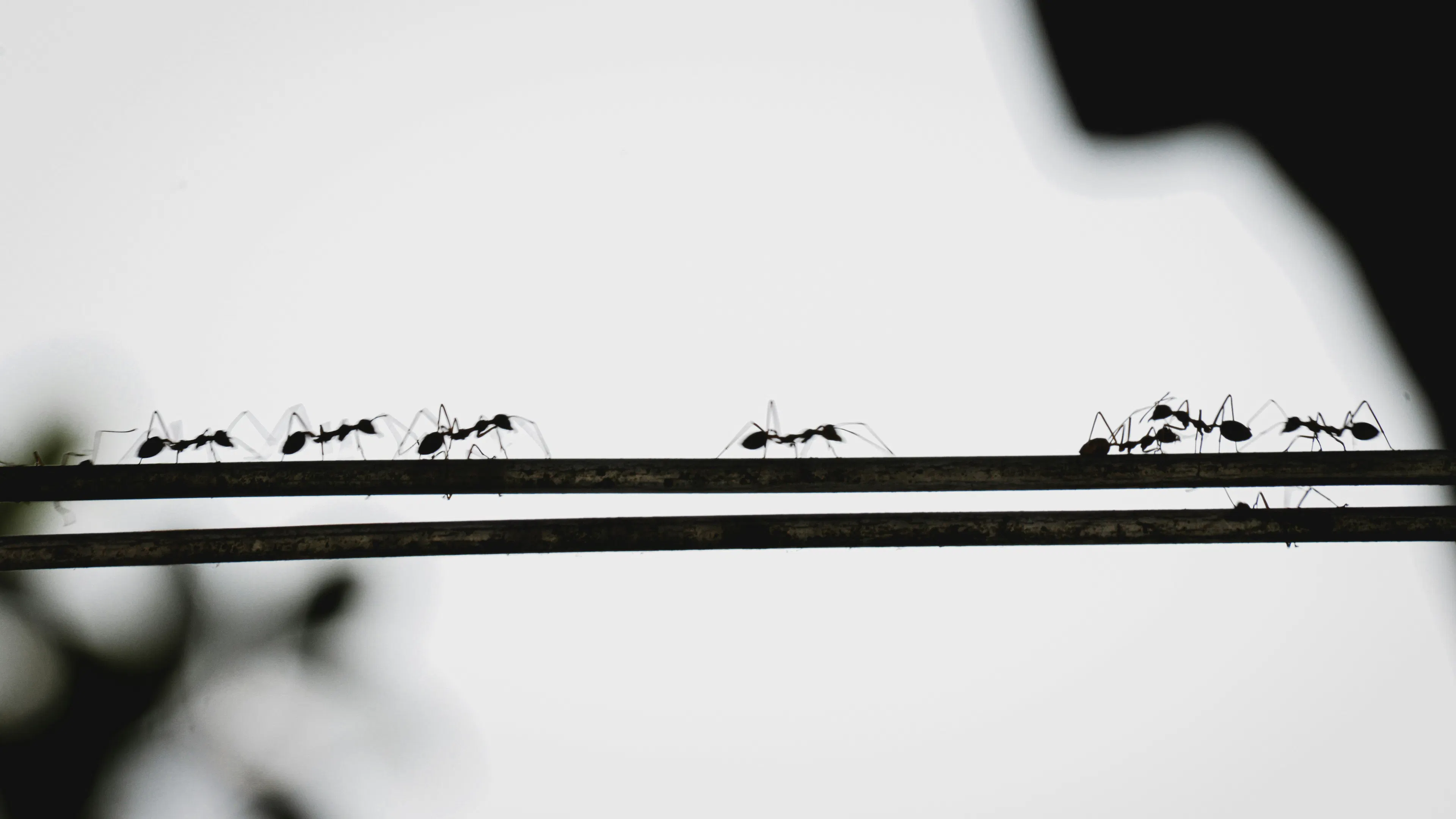 A line of black ants on a wire taken in black and white