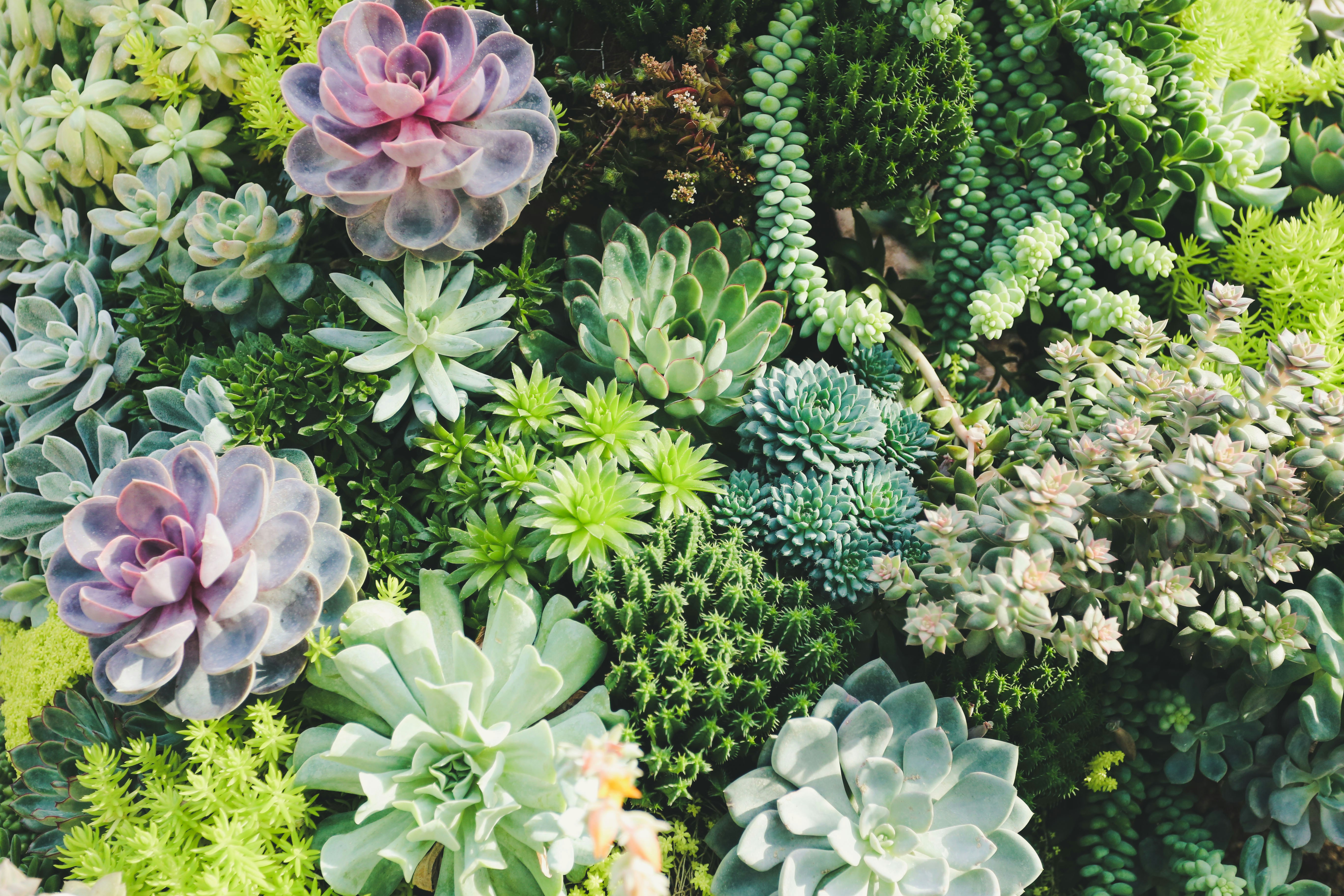 Succulents & Cactus Plants for Austin Apartments