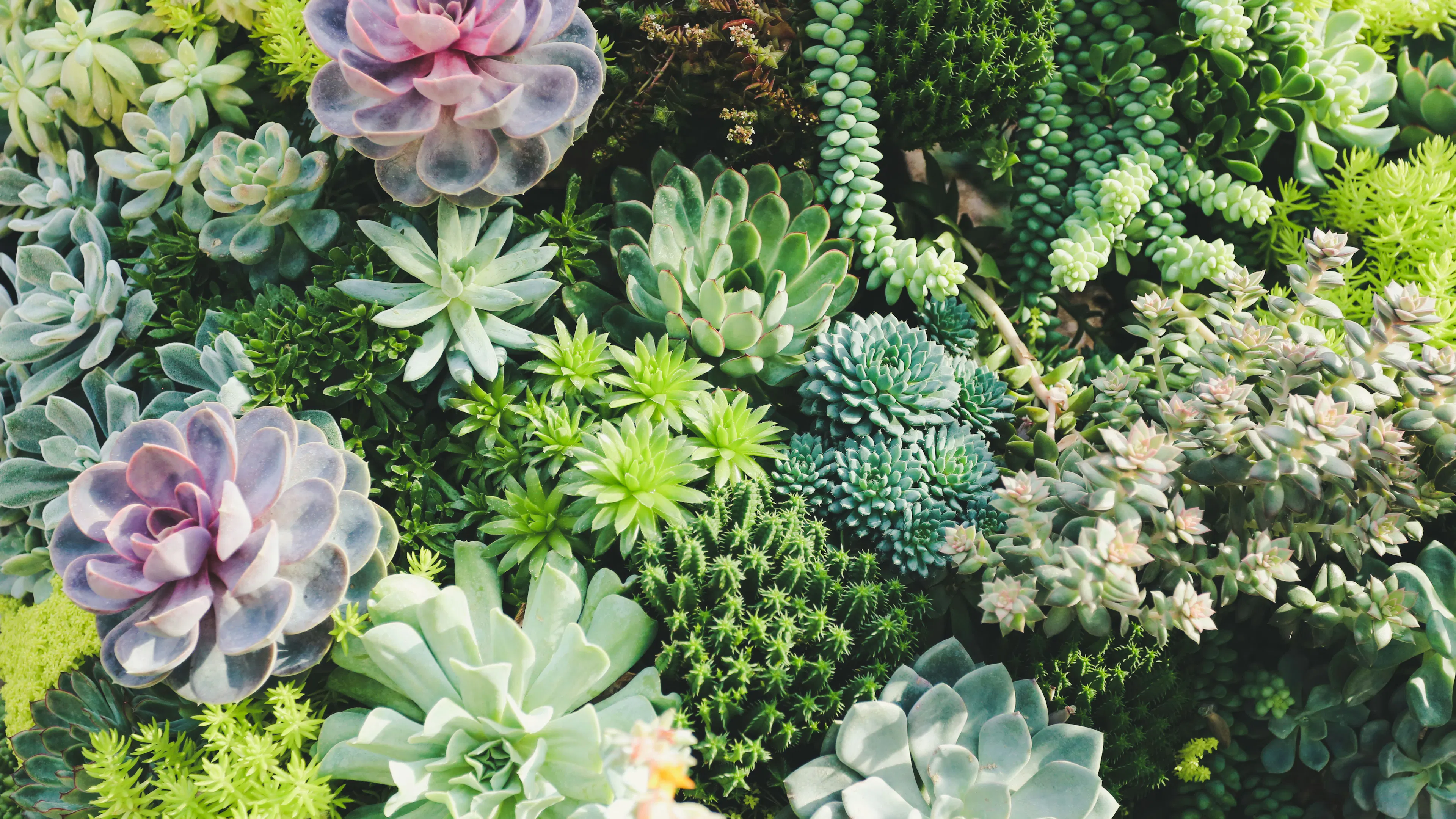 A bunch of colorful succulents in a variety of shapes and colors arranged in a tight display