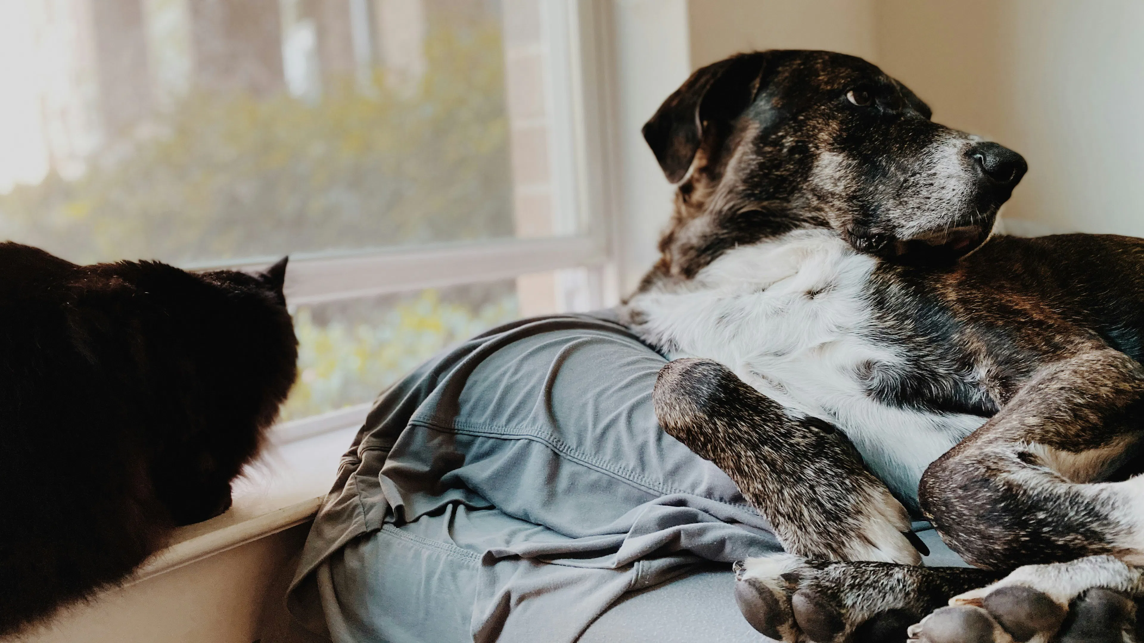 A gray great dane dog lounging on a couch near a third story window