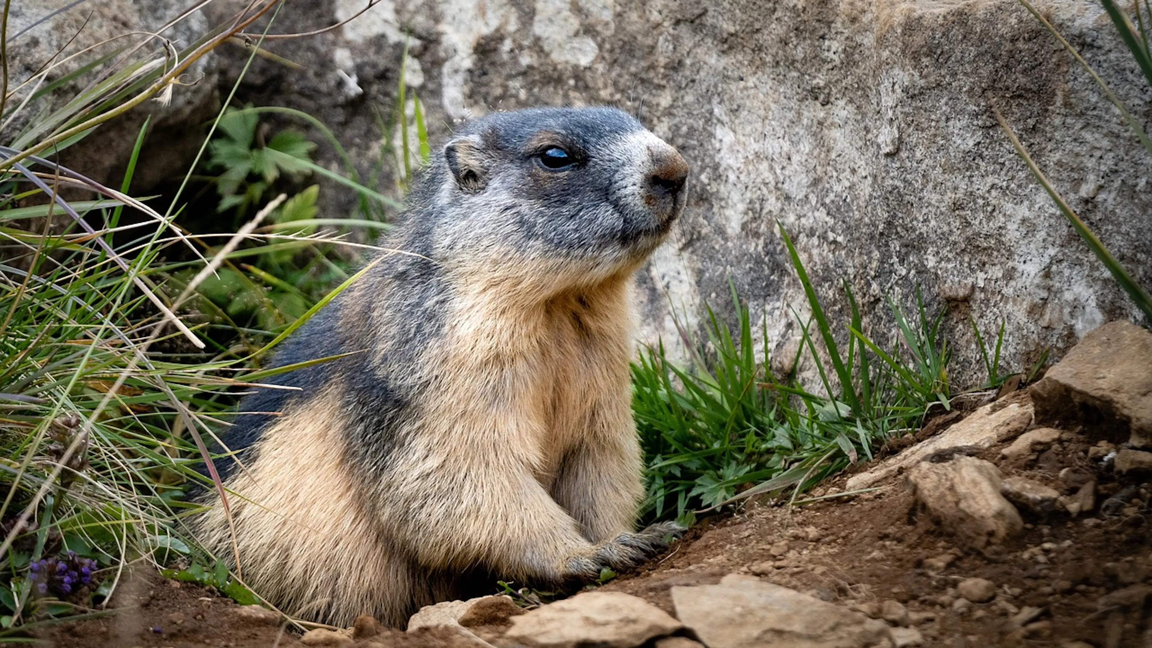 brown and grey groundhog centered between rocks and green grasses
