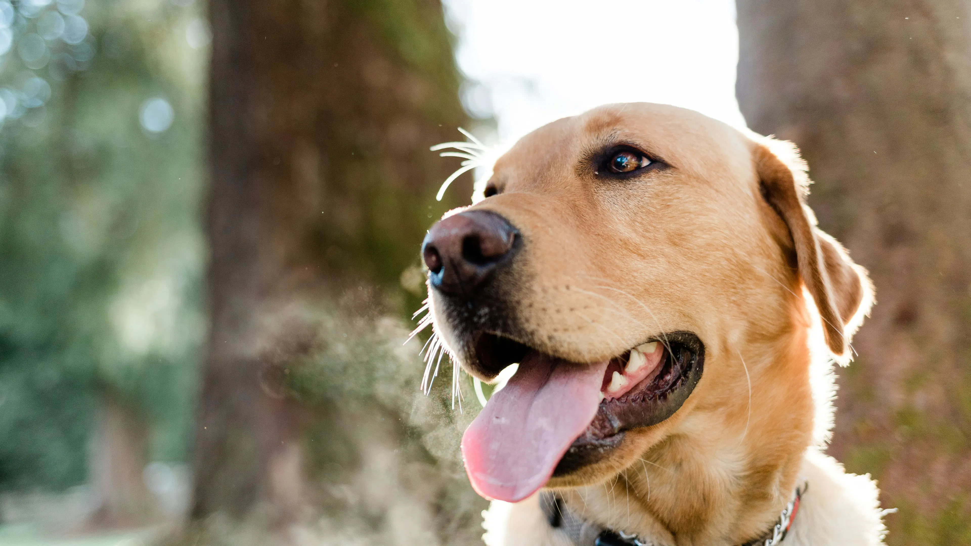 A happy looking golden retriever resting in the shade of a tree in a park
