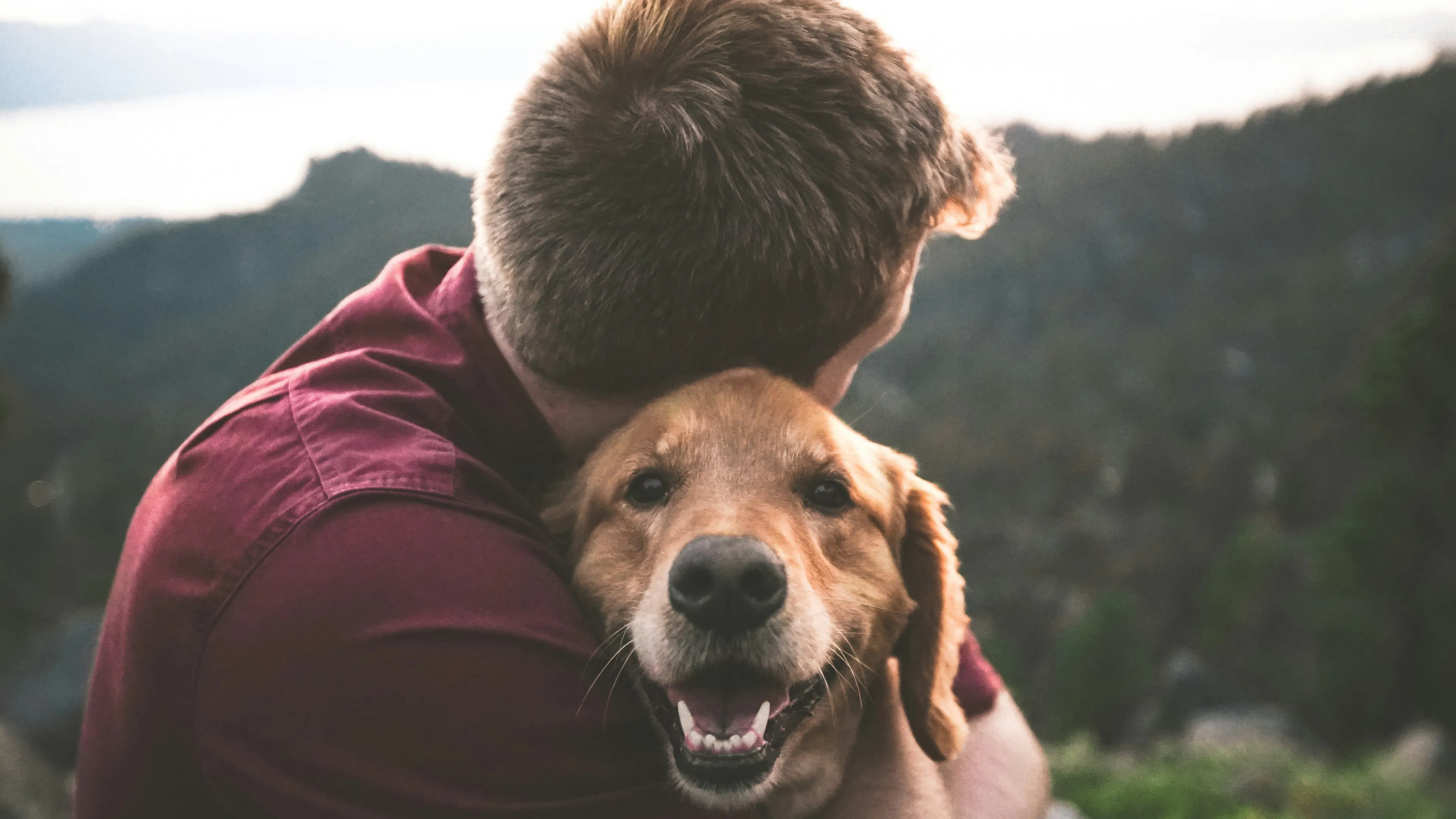 A man in a red shirt hugging a golden retriever which is looking at the camera 