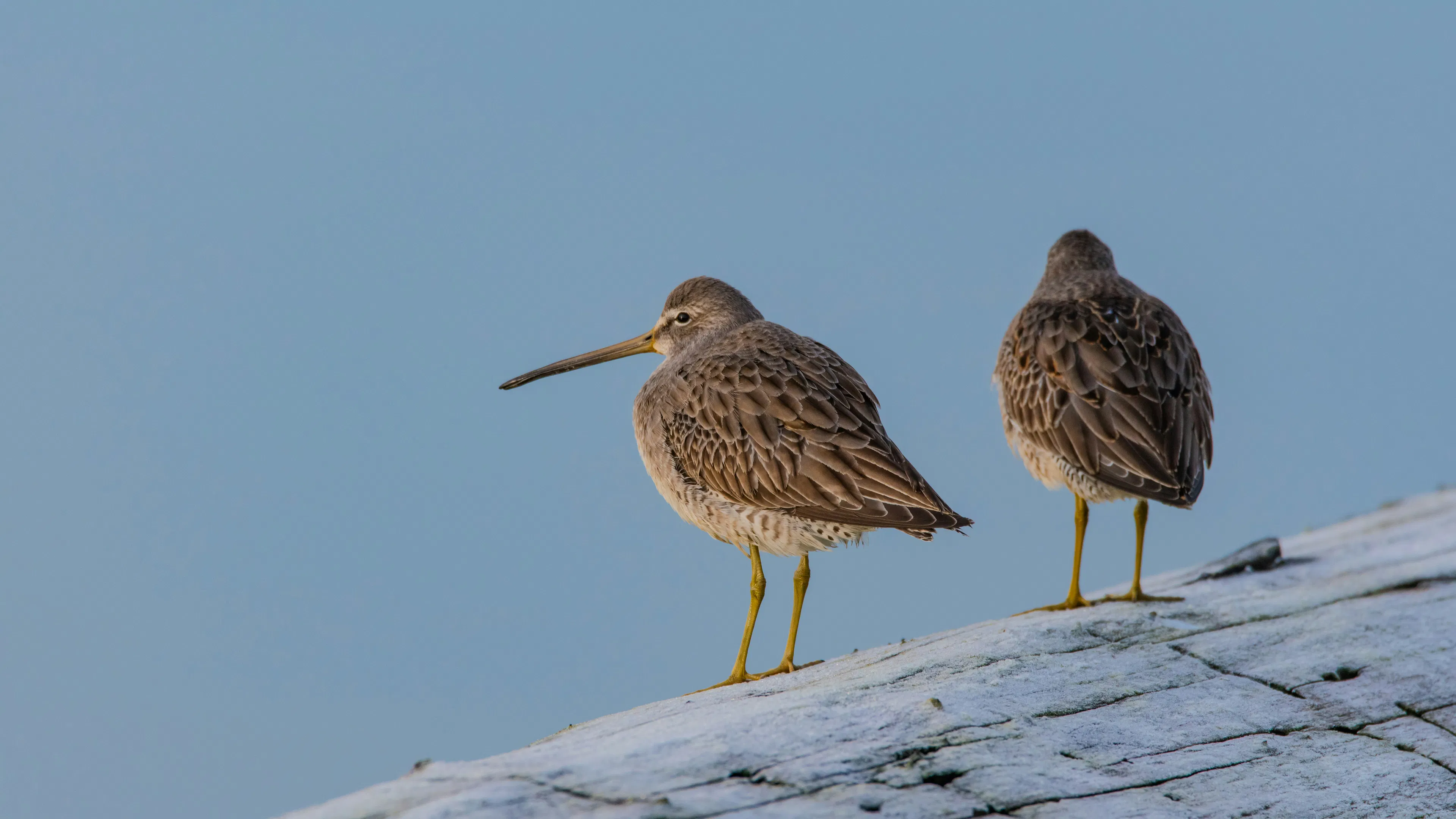 Two long-billed dowitchers on a log