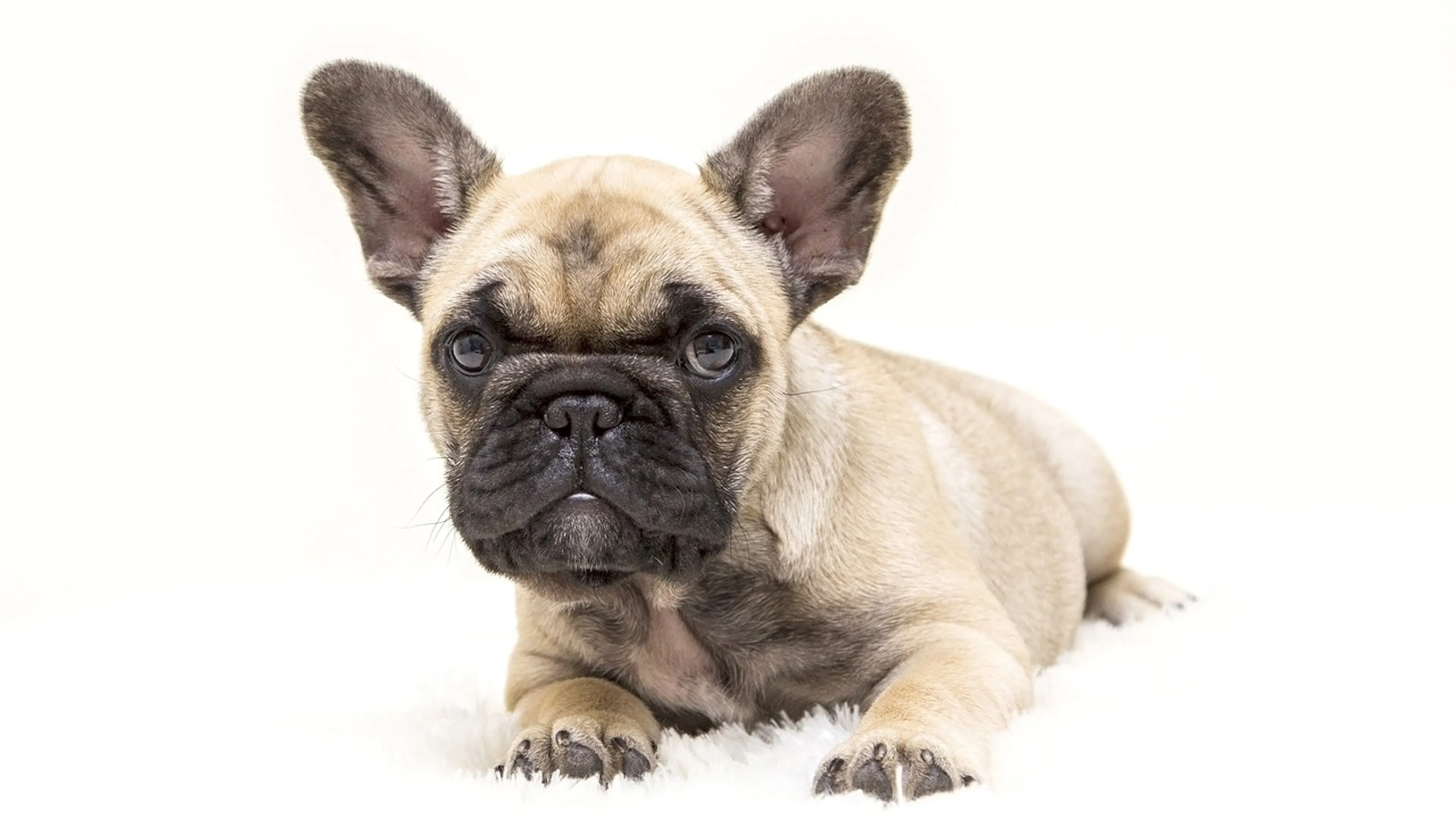 tan and black puppy with big ears on white background