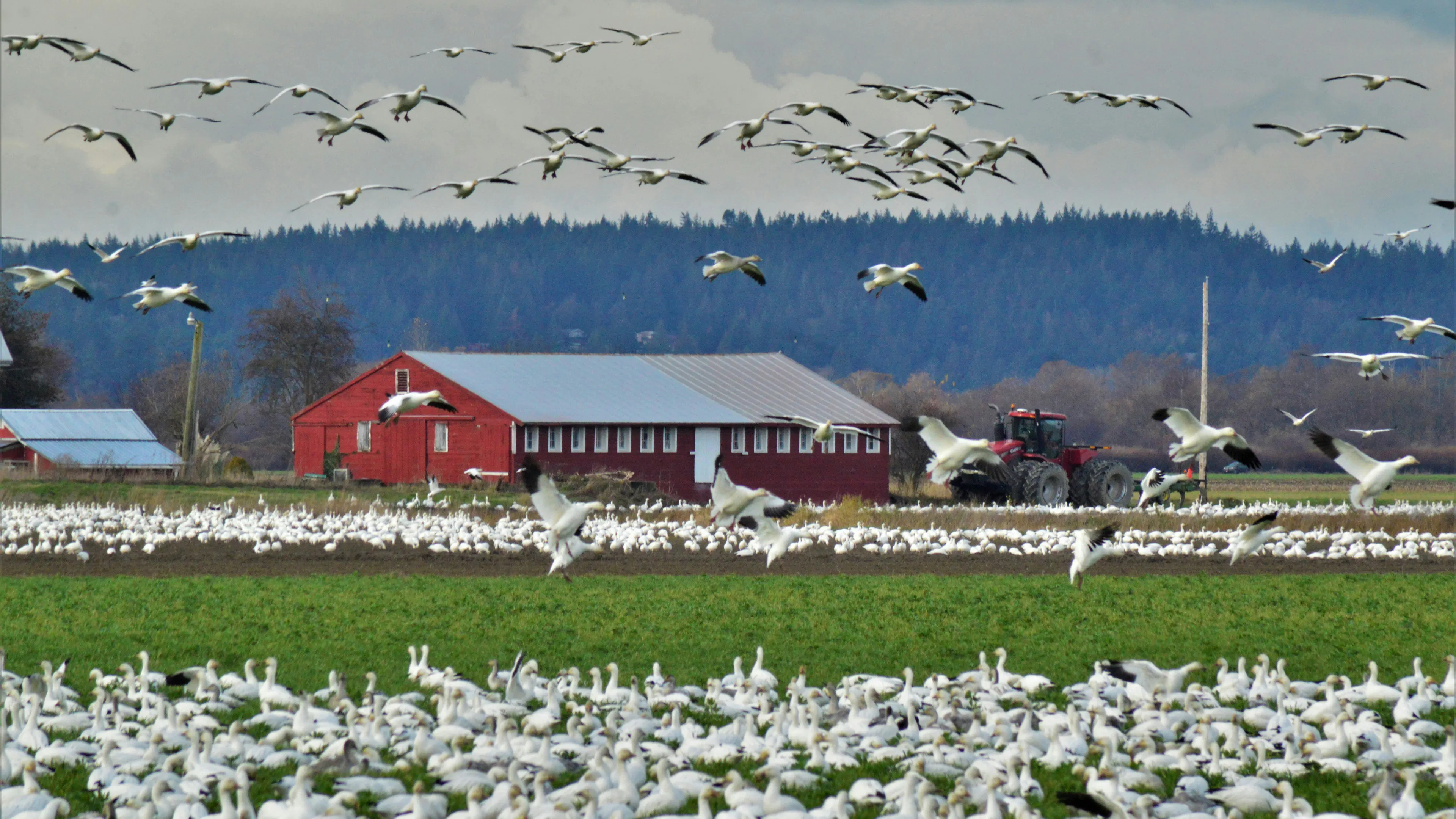 A red barn on a green field with hundreds of white geese on the ground and in the air all around it during migration season
