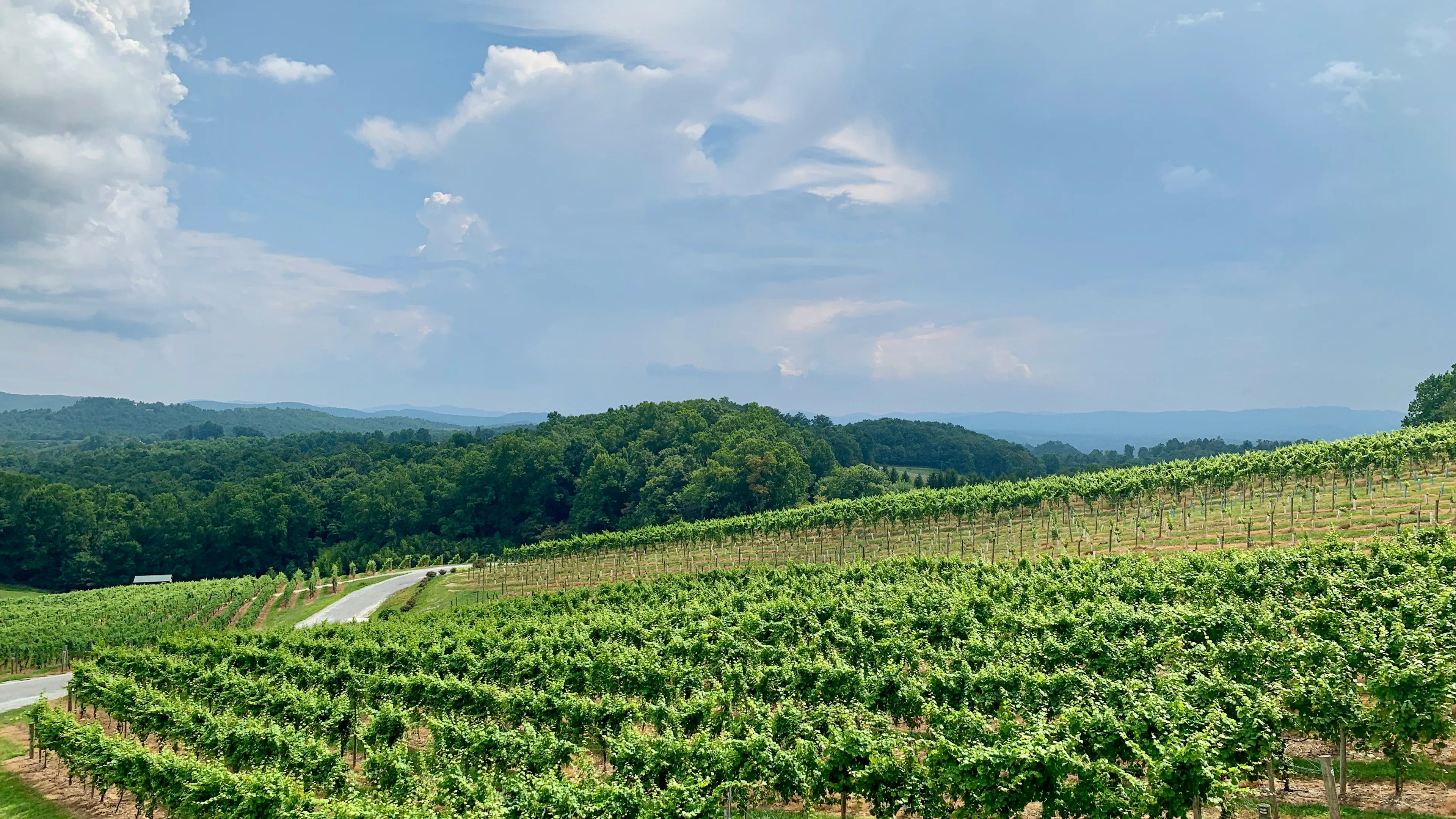 A green vineyard on a gentle hillside with rolling green hills in the background