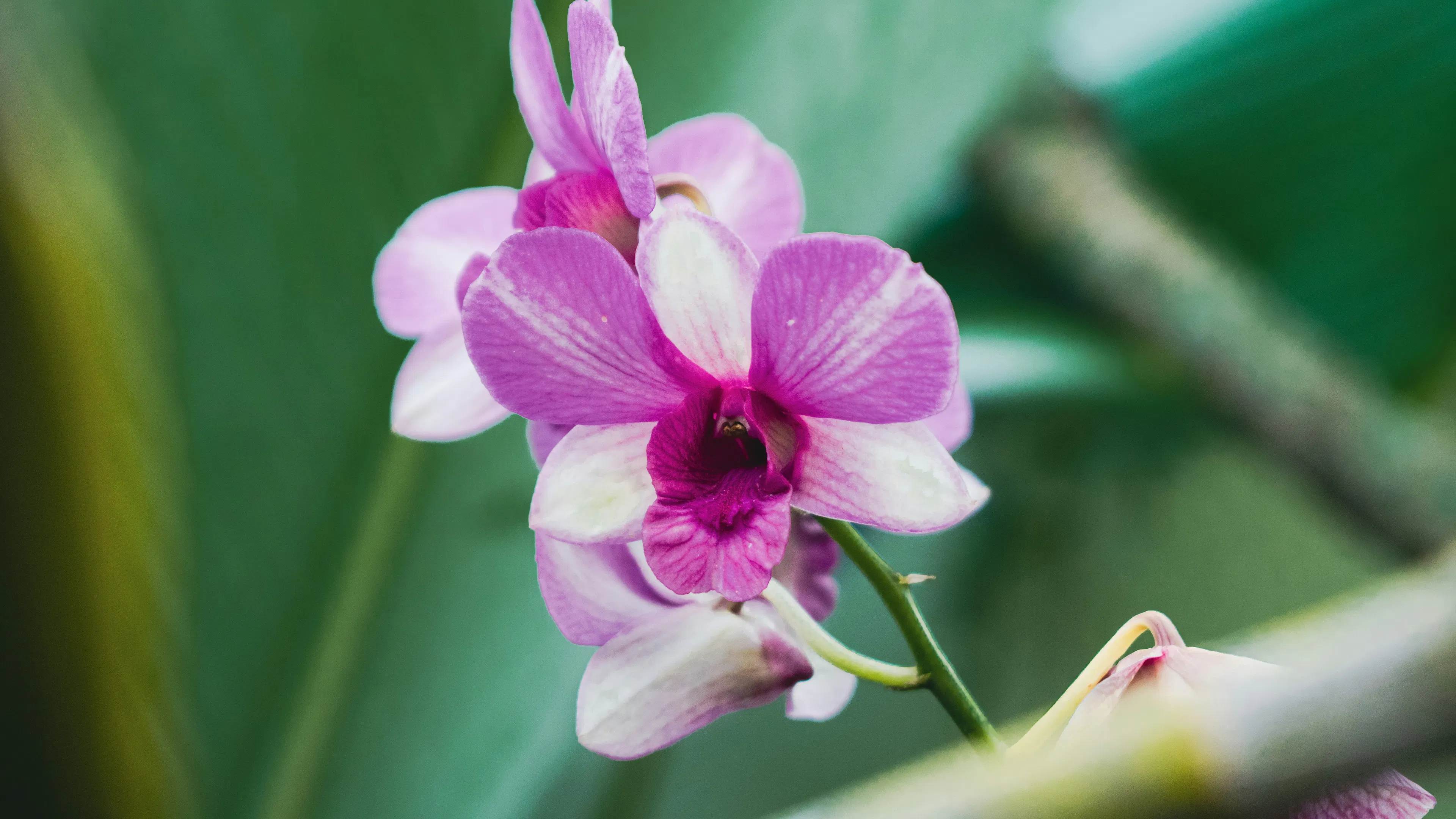 A pink and white orchid flower growing off of a branch in front of a background of deep green leaves