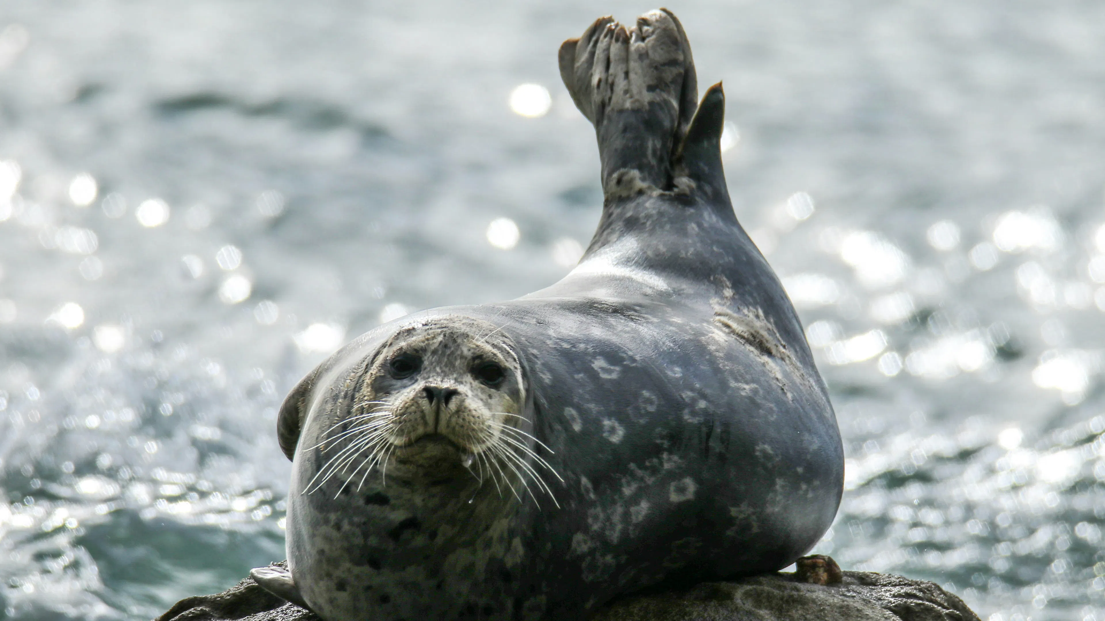 A harbor seal on a rock staring directly at the camera
