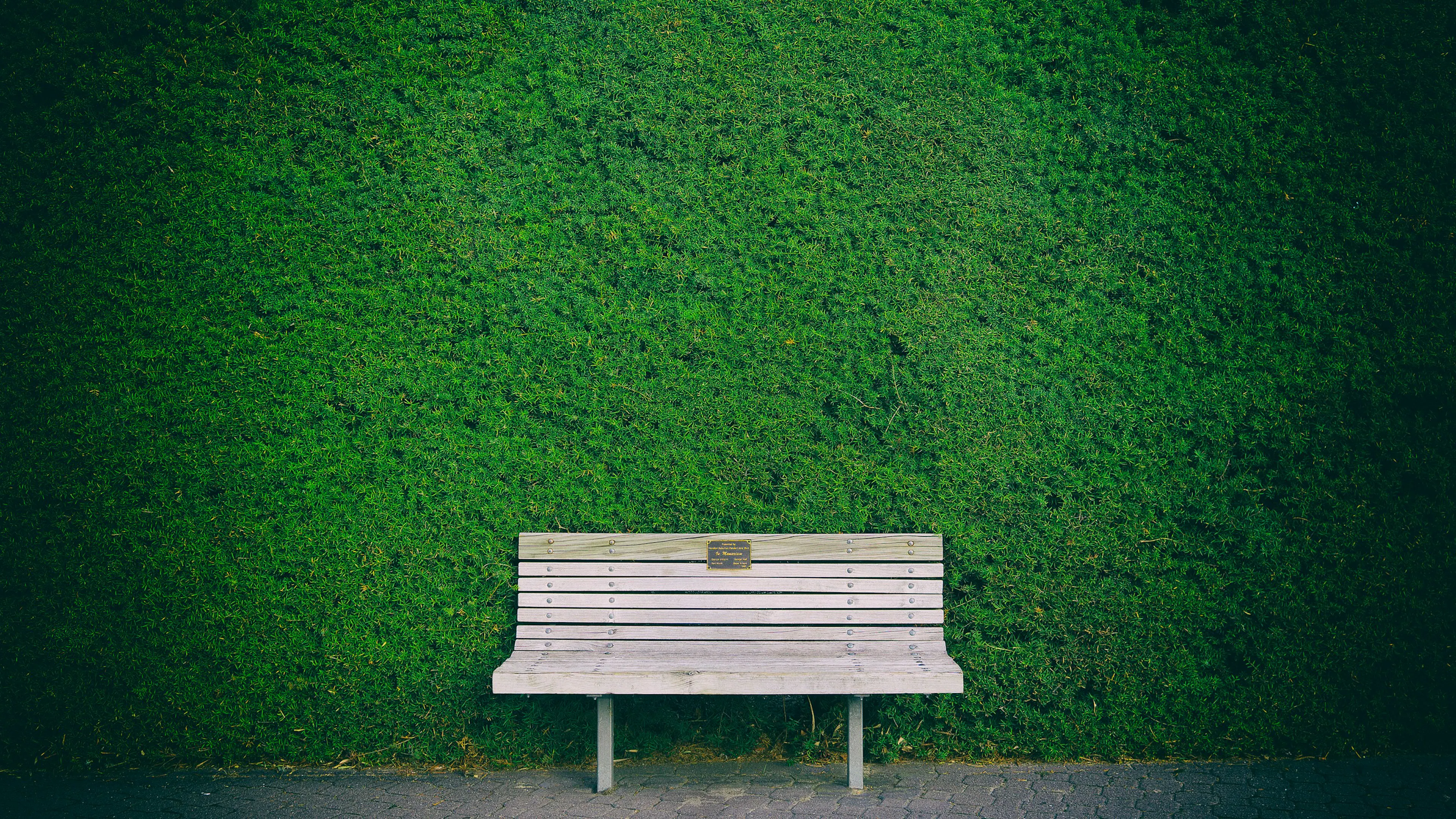 A wooden park bench in front of a green living wall of plants