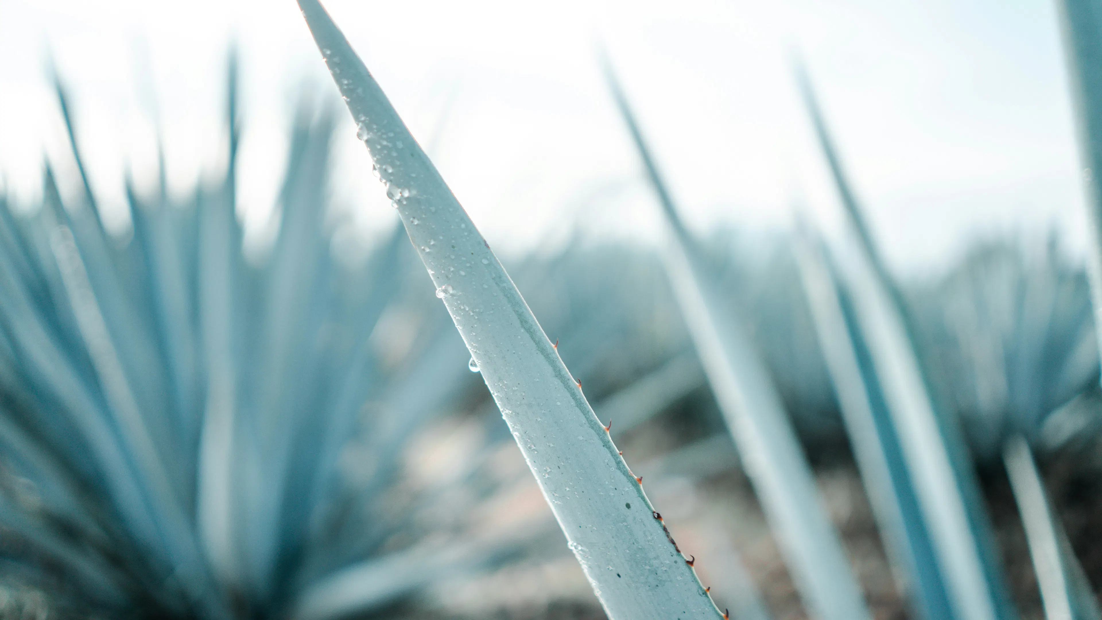 An agave plant seen from close up with a field of them in the background