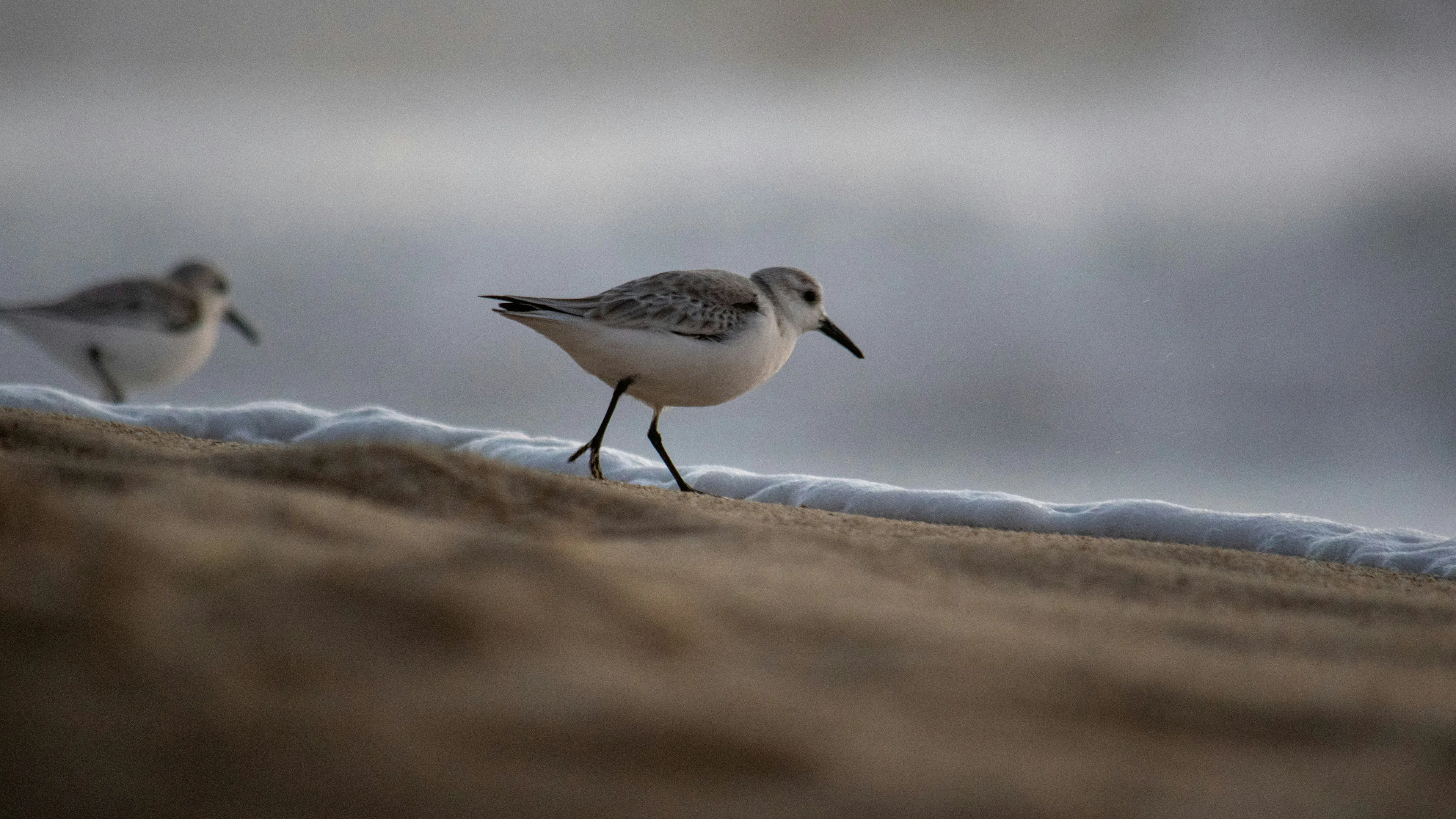 Two snowy plovers seen from very close running toward the water on a sandy beach