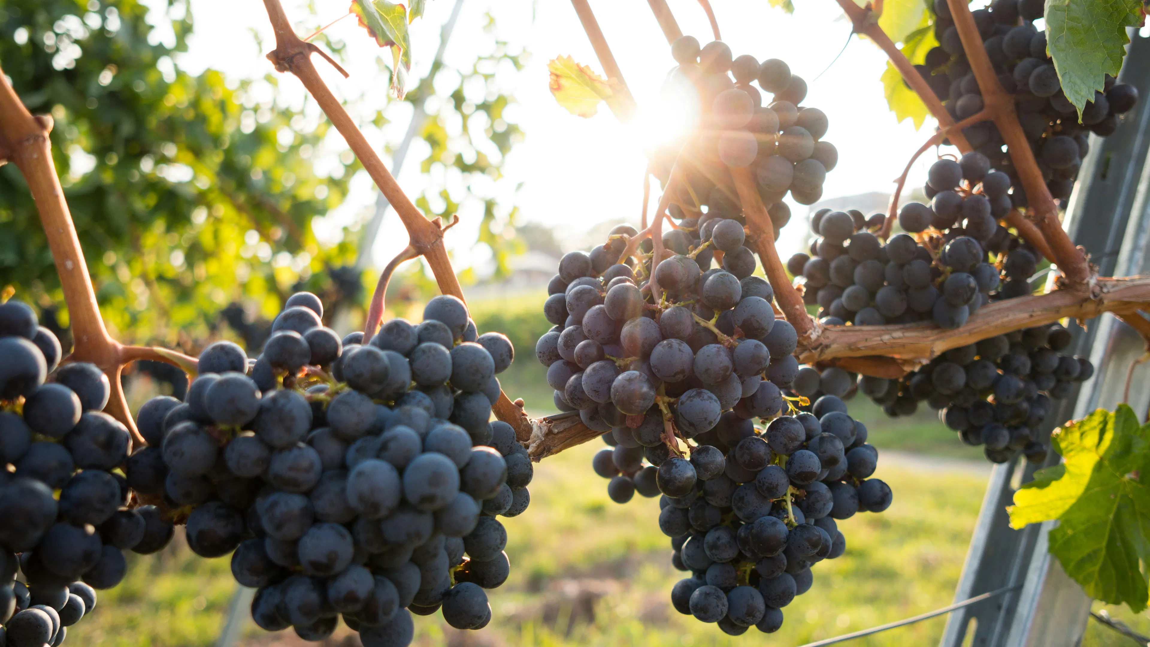 Four large bunches of red wine grapes on a vine with the sun shining through the leaves from behind