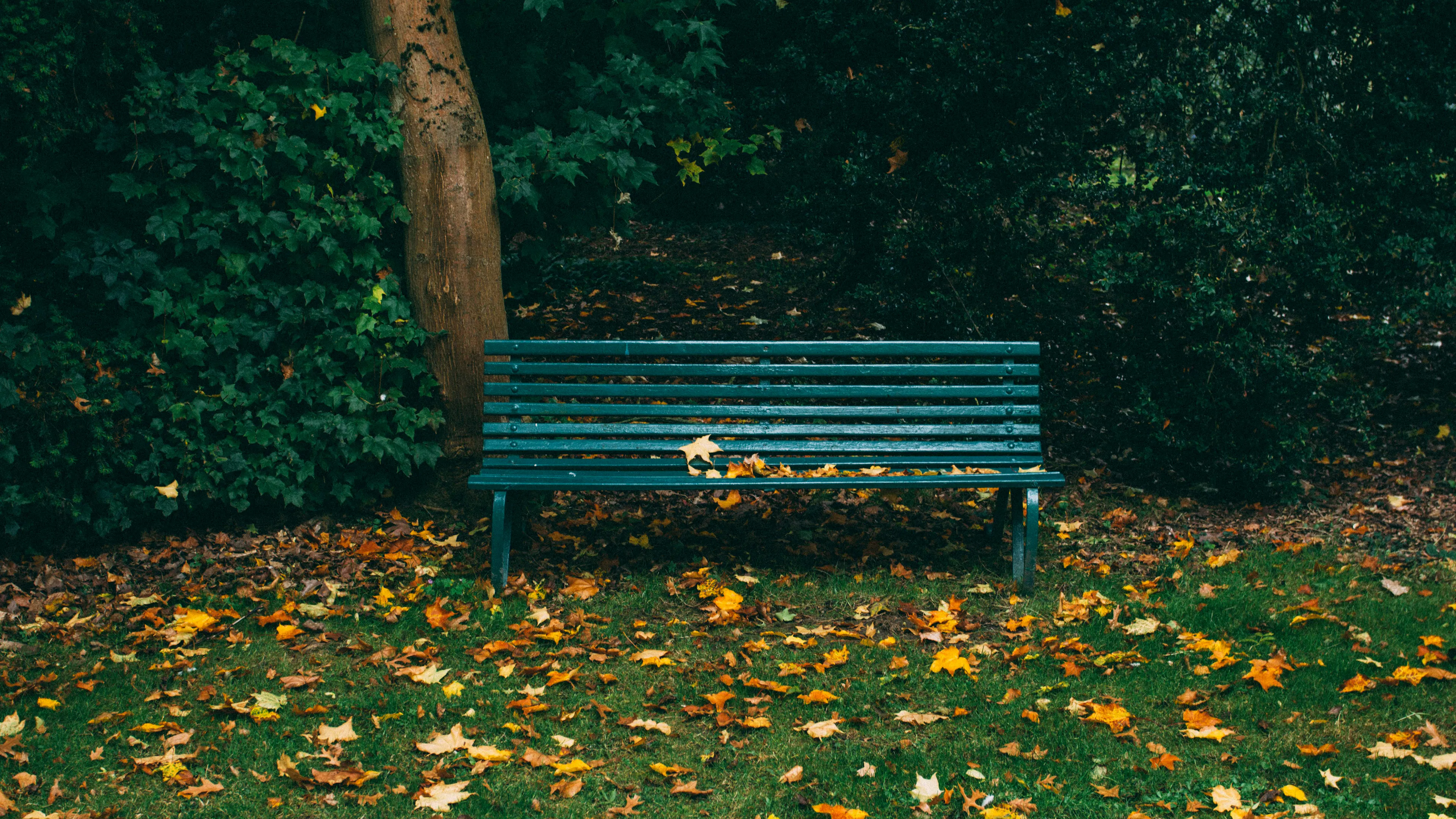 A green park bench under an oak tree with fallen yellow leaves all around it