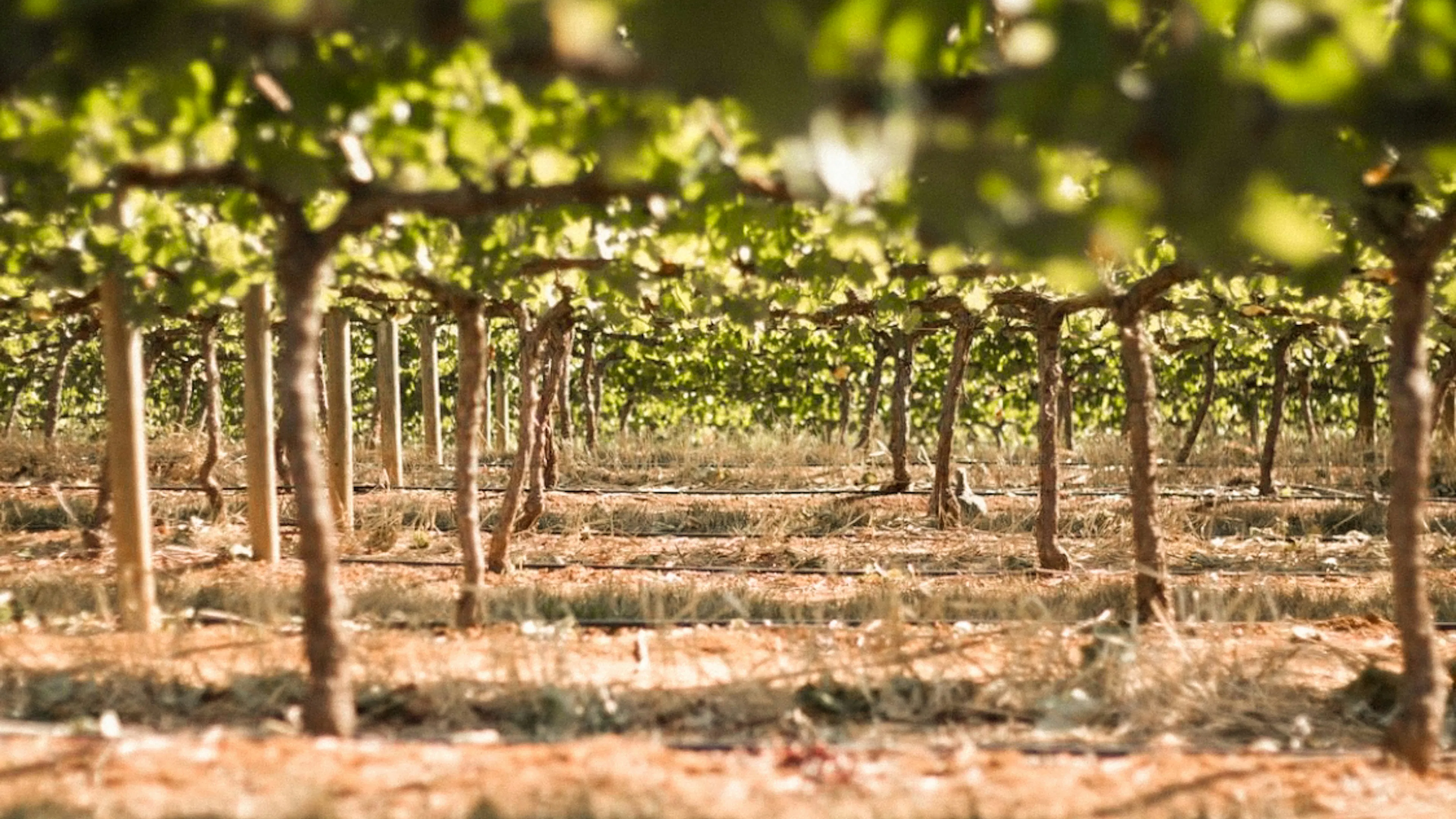A vineyard of grapevines photographed from beneath the vines with the rows disappearing into the distance