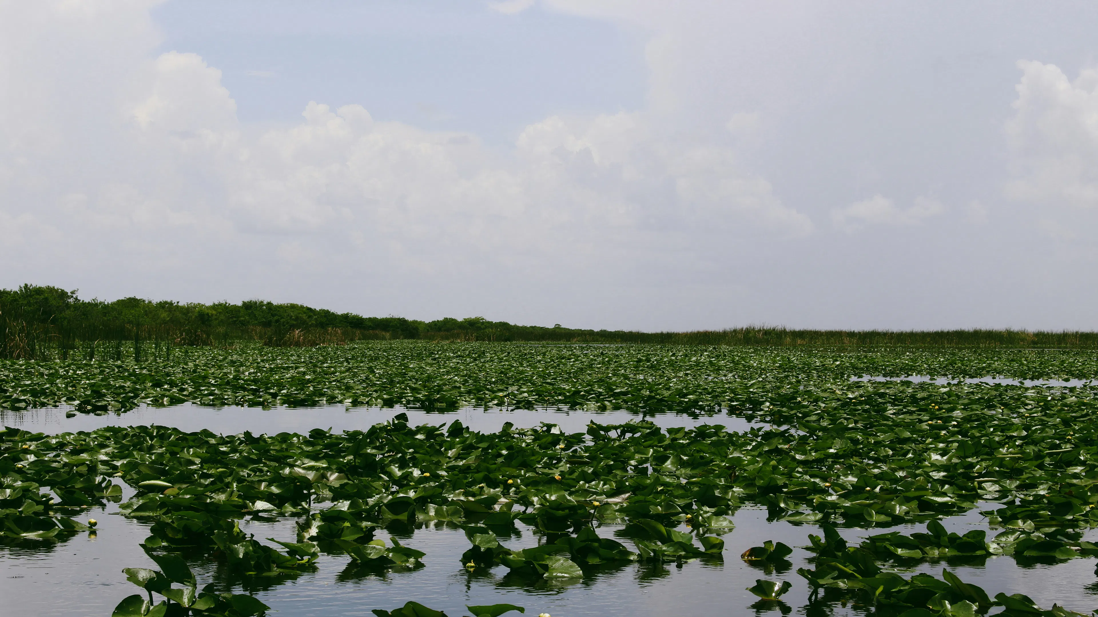 A vast open marshland with water plants all over the surface of the still blue water