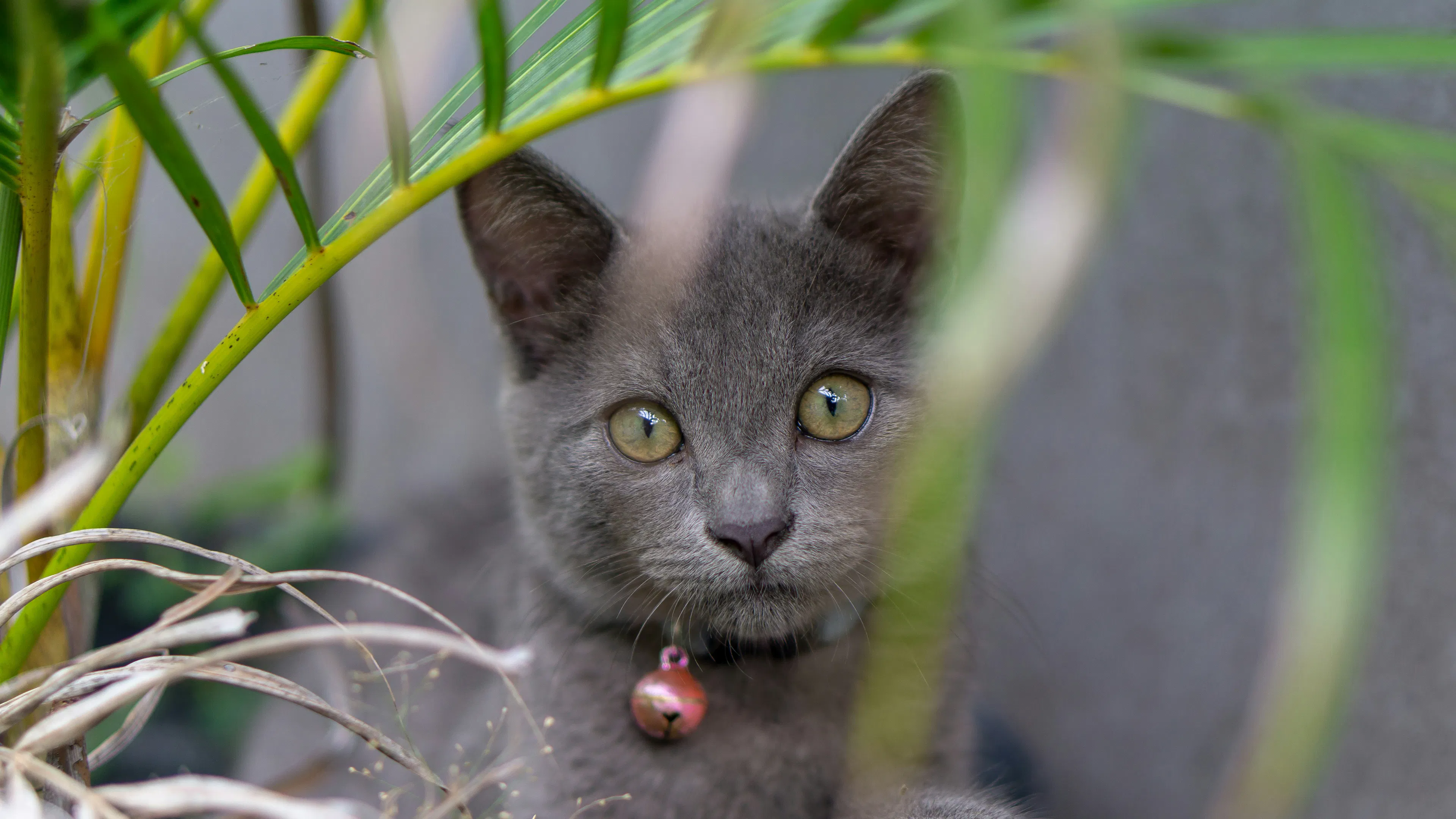 a grey cat looking out from behind a palm frond