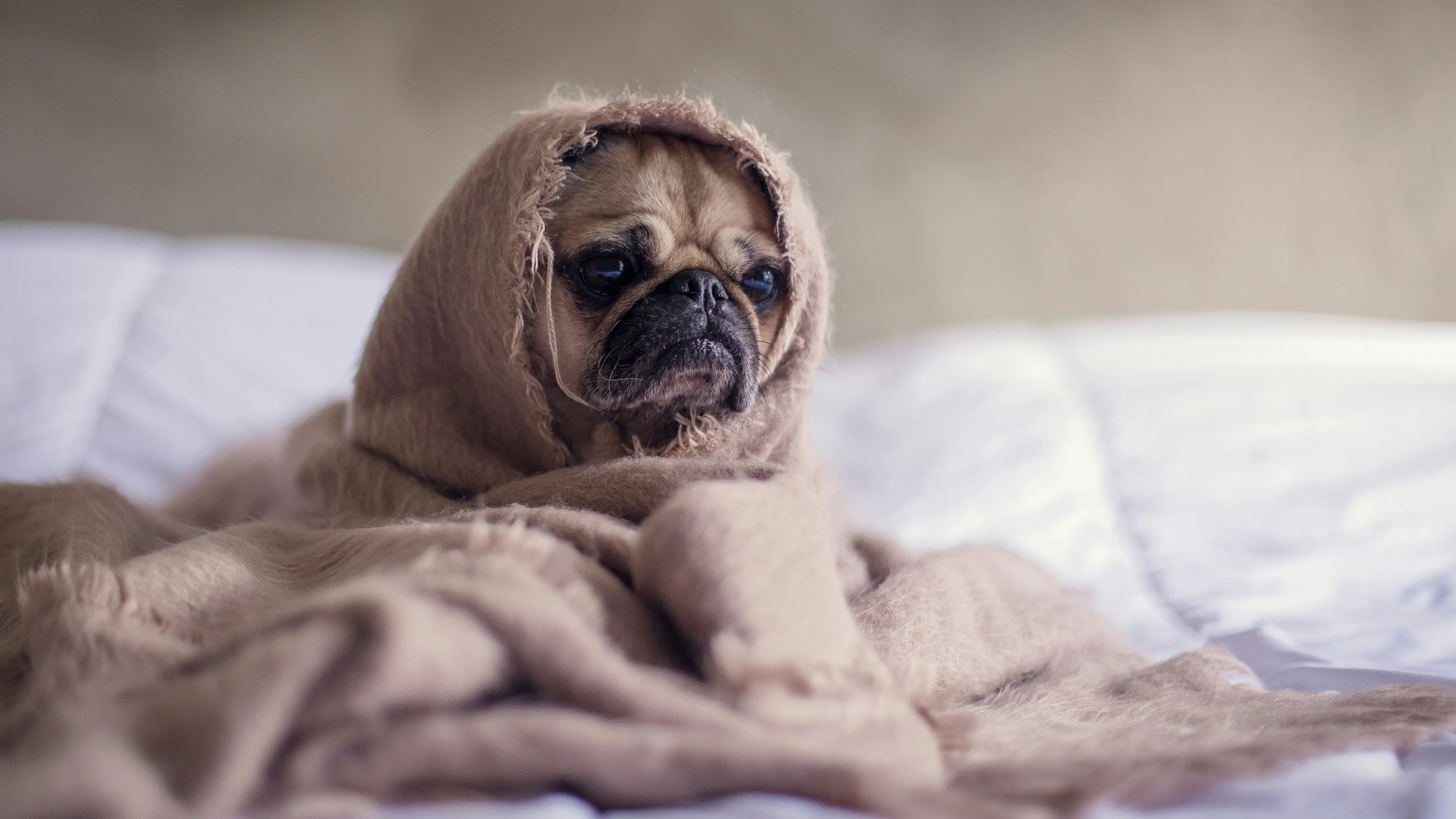 A pug wrapped in a beige blanket on top of a white duvet covered bed