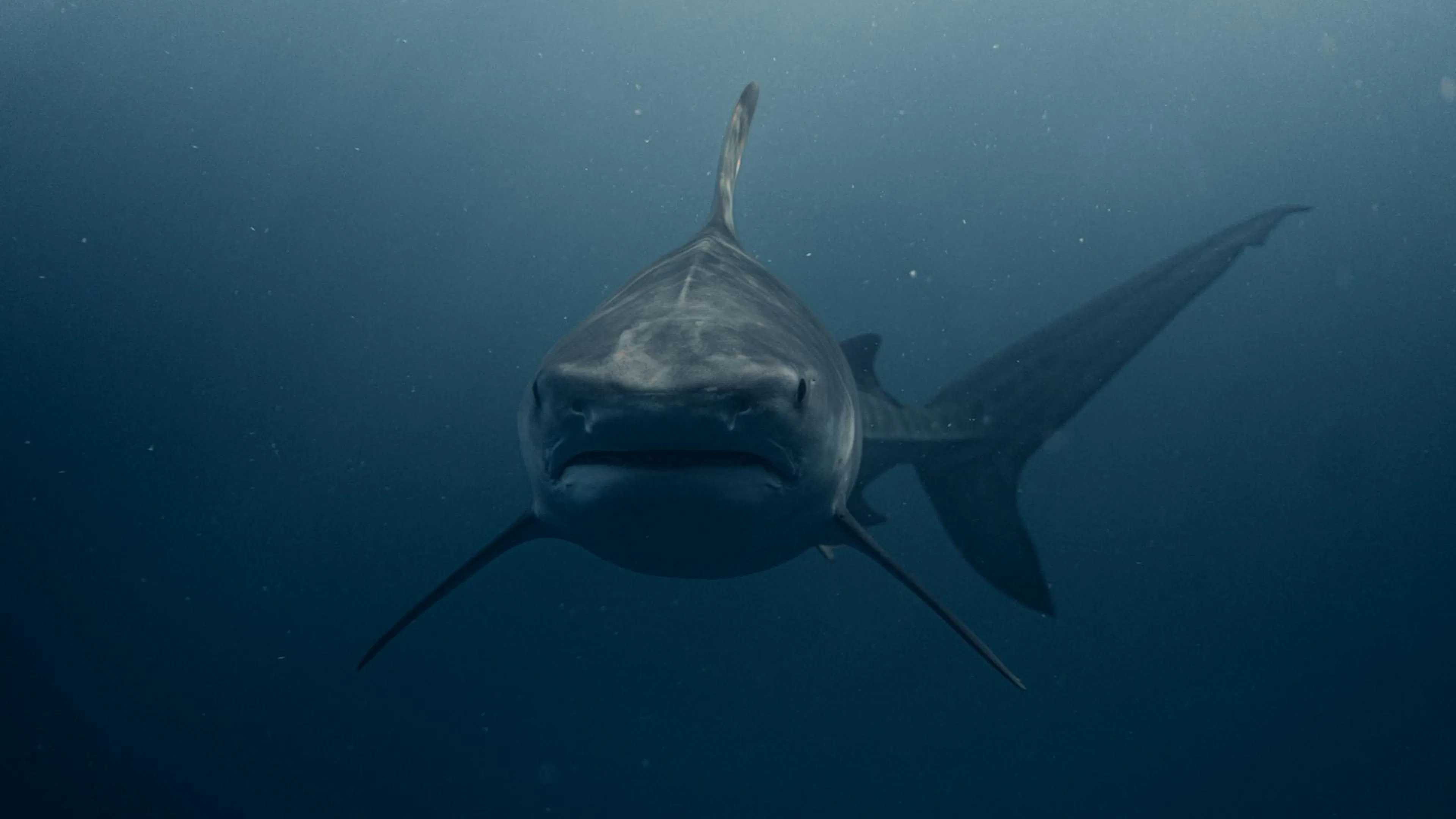 Head-on view of a great white shark swimming toward the camera with its mouth closed in the dark ocean