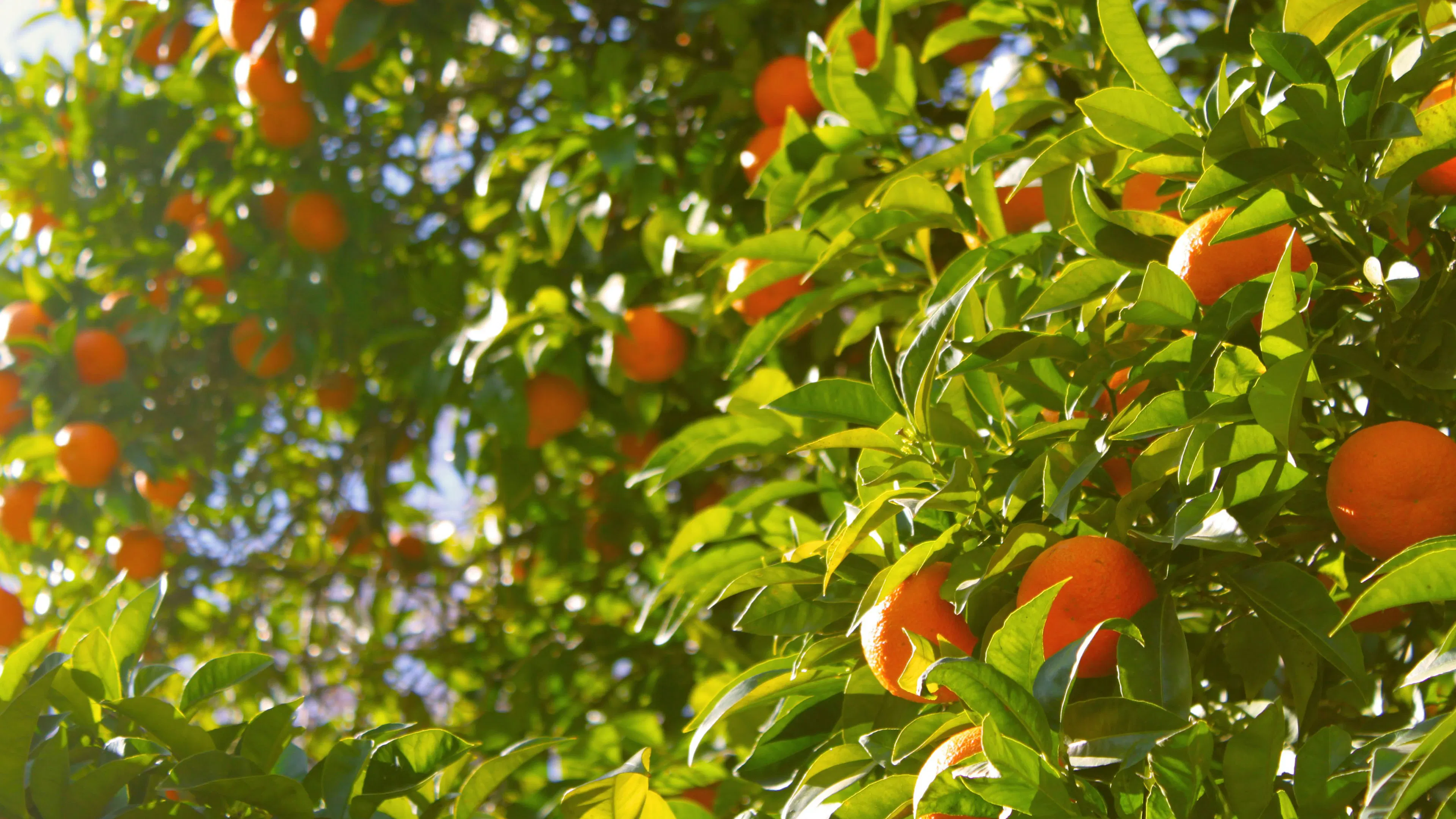 A tree full of oranges glistening in the sunshine