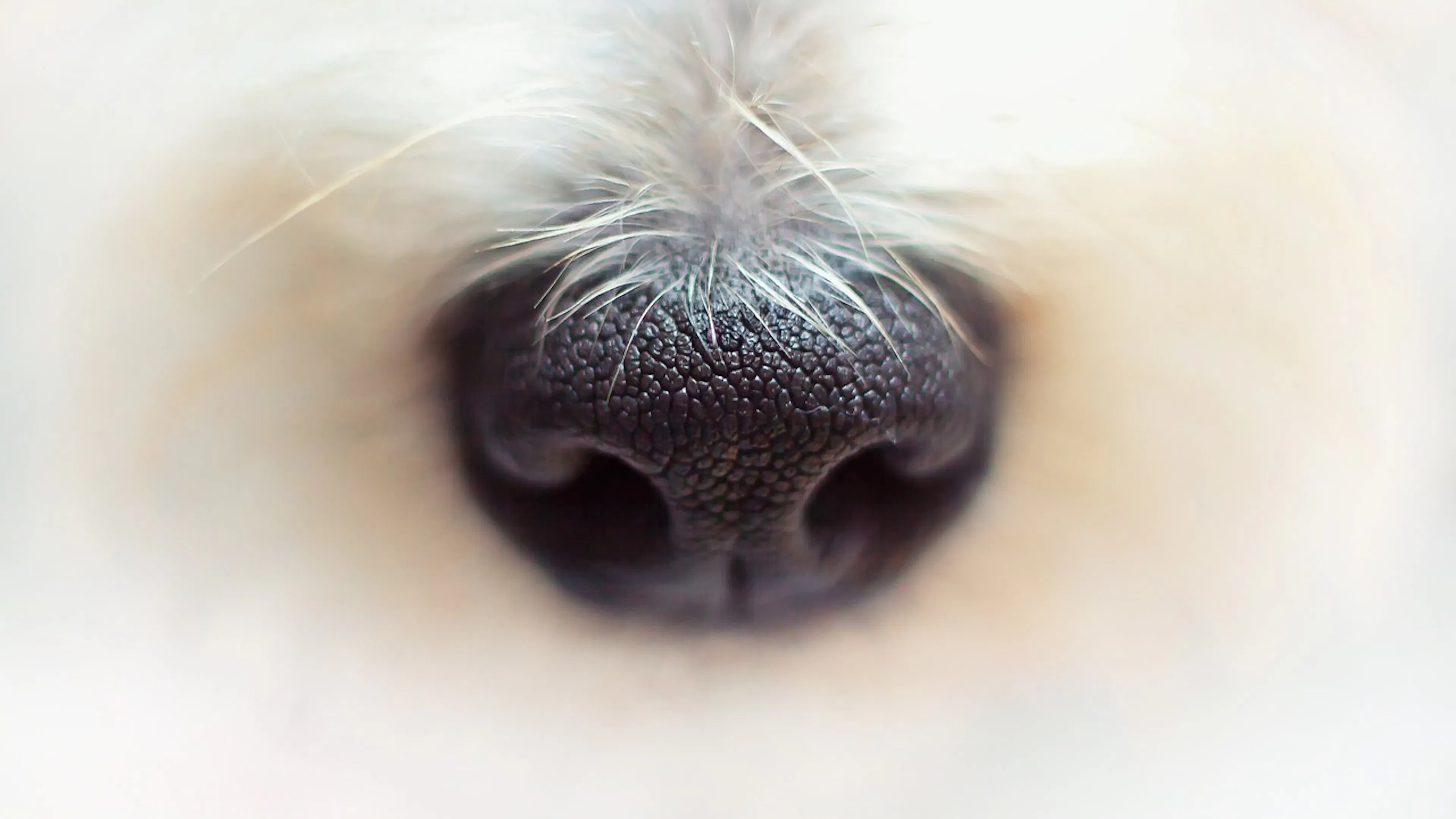 black dog nose surrounded by white fur