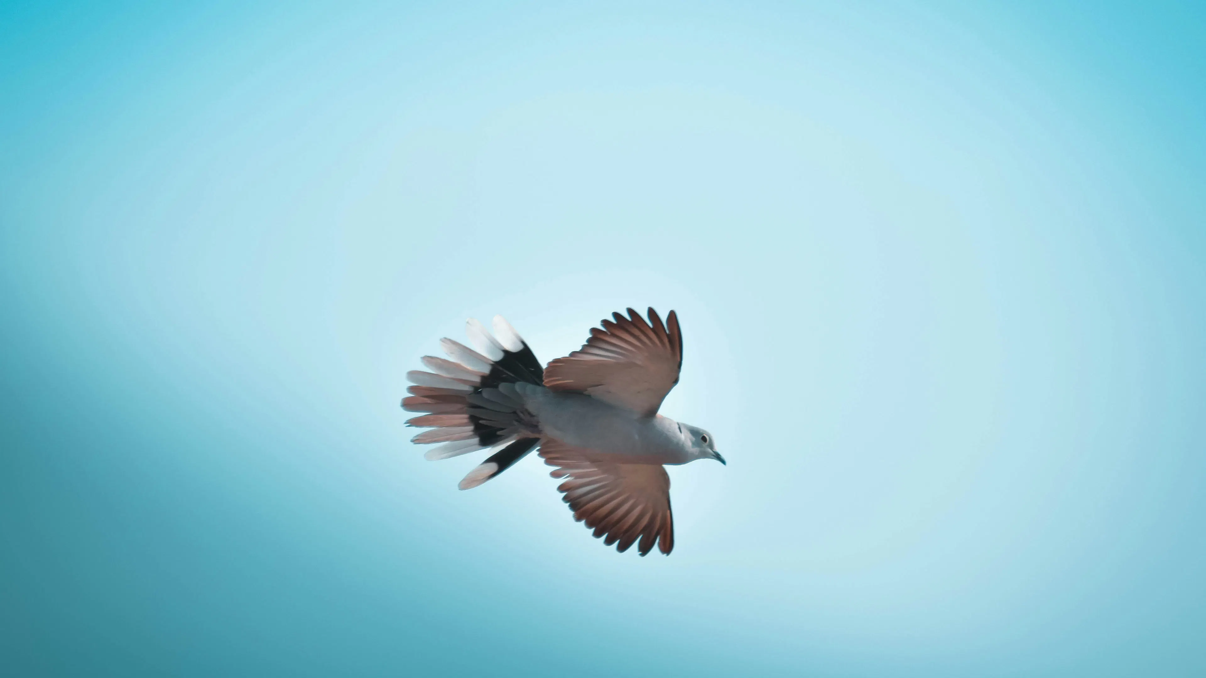 A pigeon flying gracefully through the air against a clear blue sky