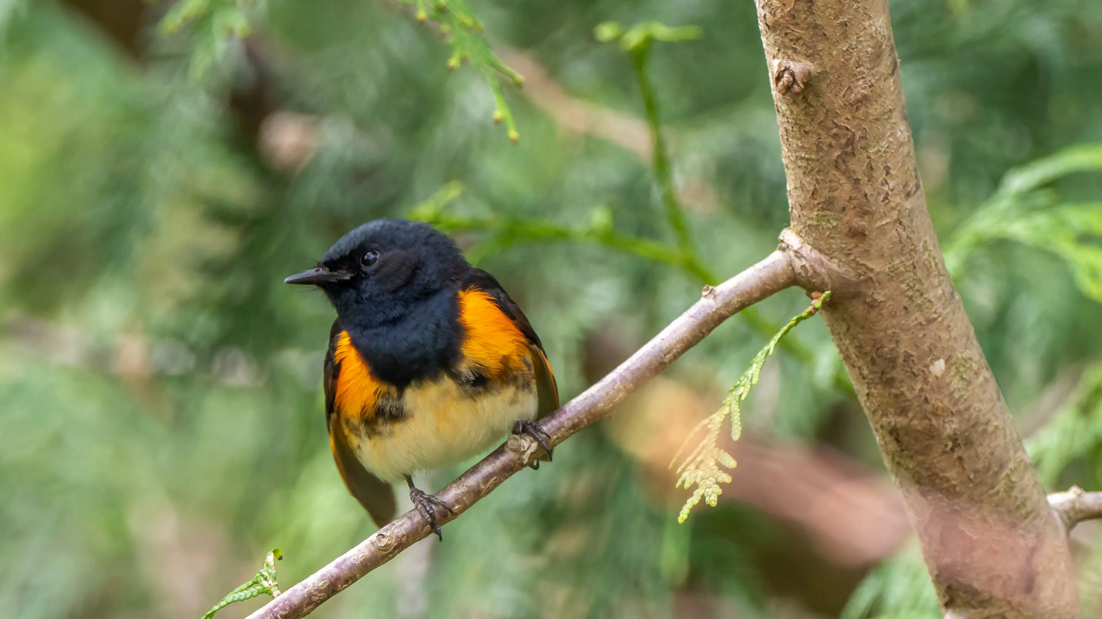 An orange and black American Redstart perched in a tree