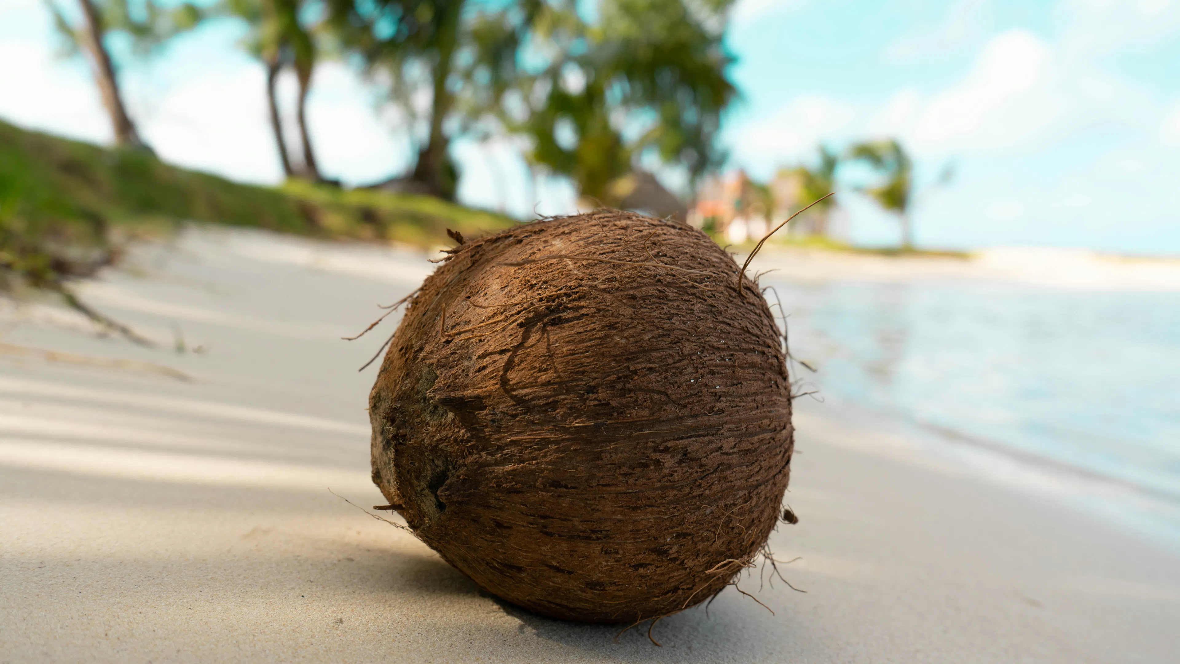 A coconut resting on a shady beach