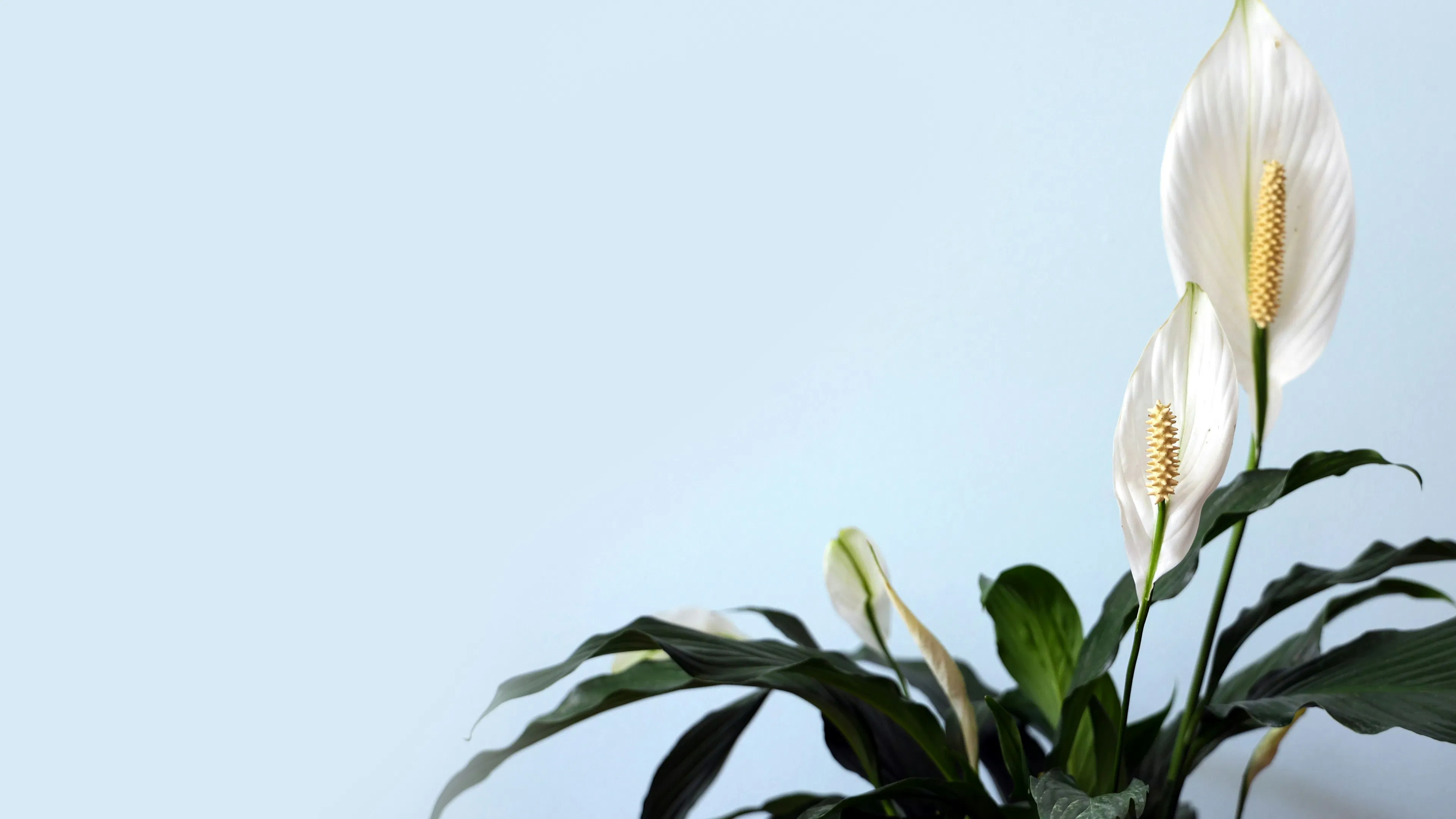 A peace lily plant against a soft blue background