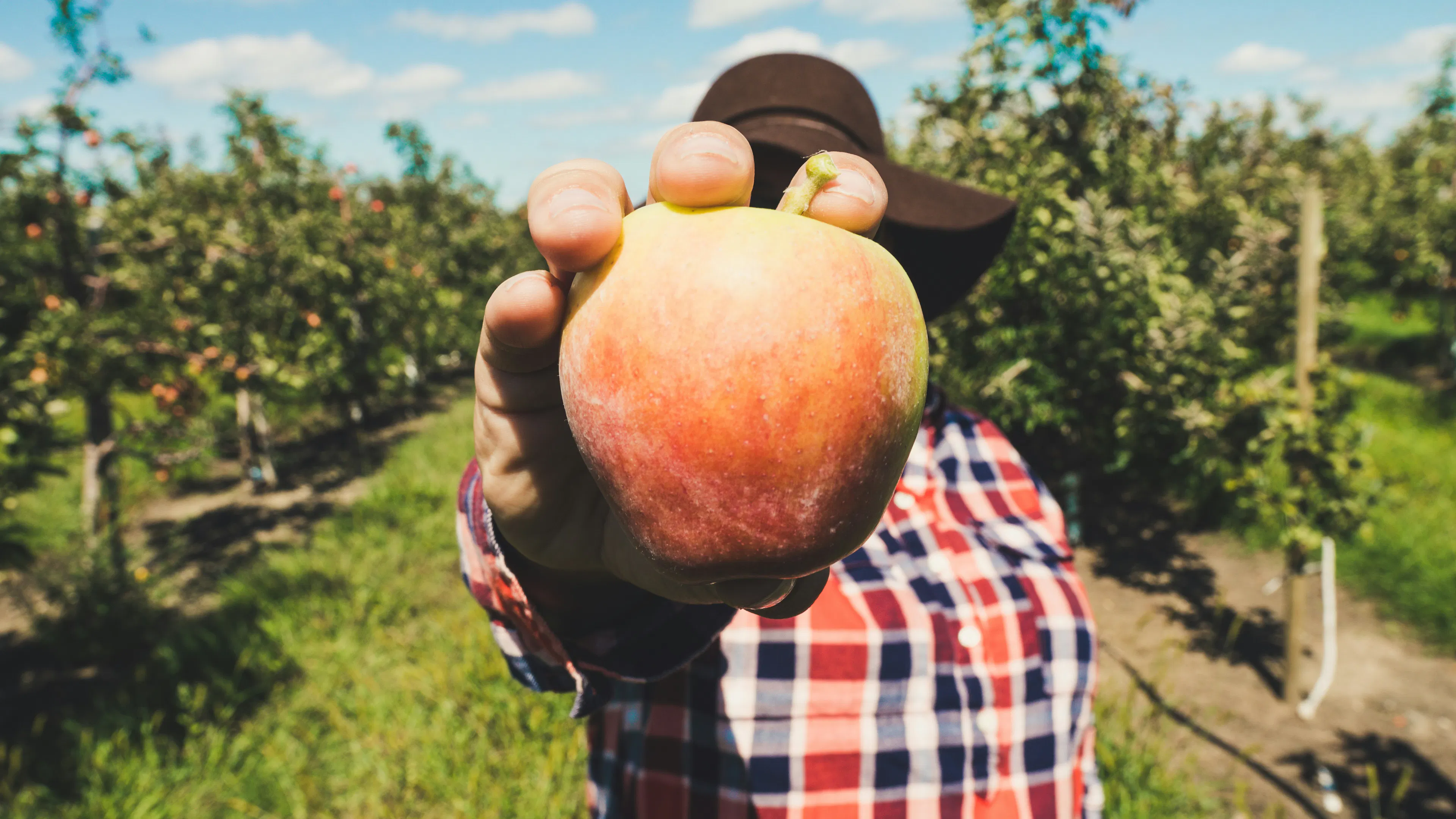 a man holding an apple toward the camera in an apple orchard