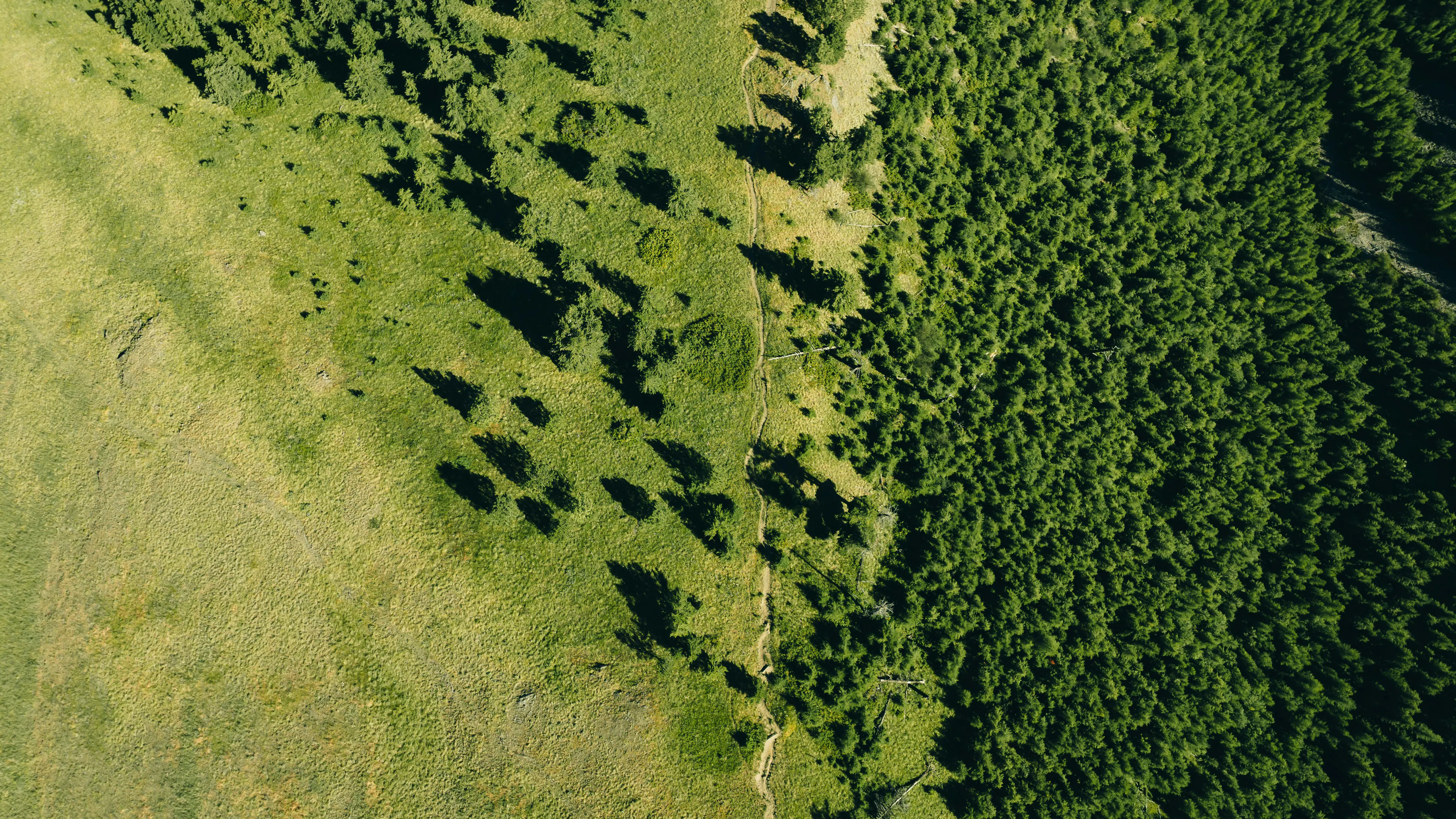 Aerial view of a green forest at the edge of a meadow