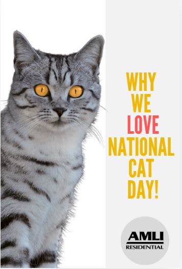 grey and black tiger cat with yellow eyes