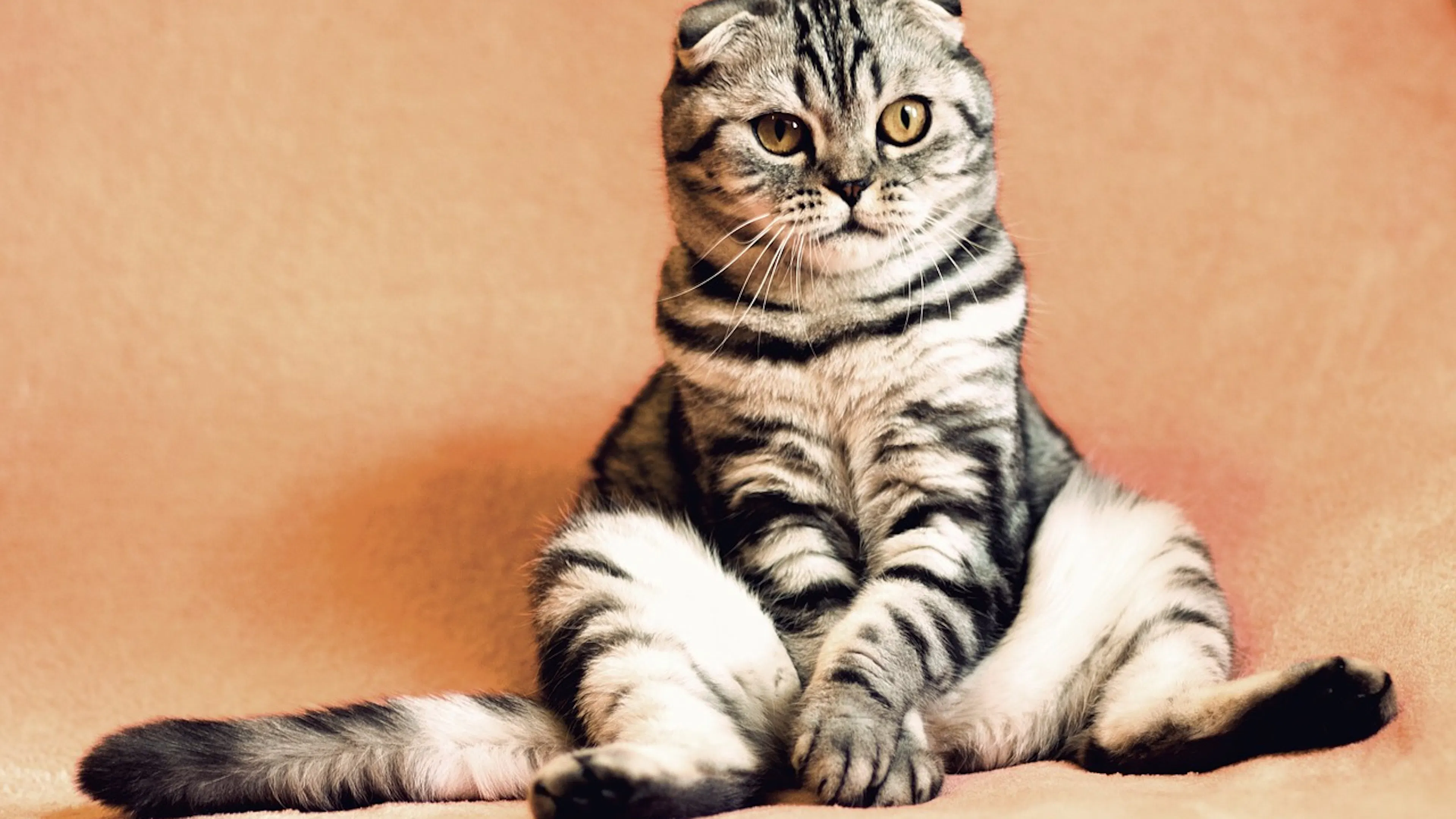 tan and black striped cat with yellow eyes sitting cross legged on an orange background