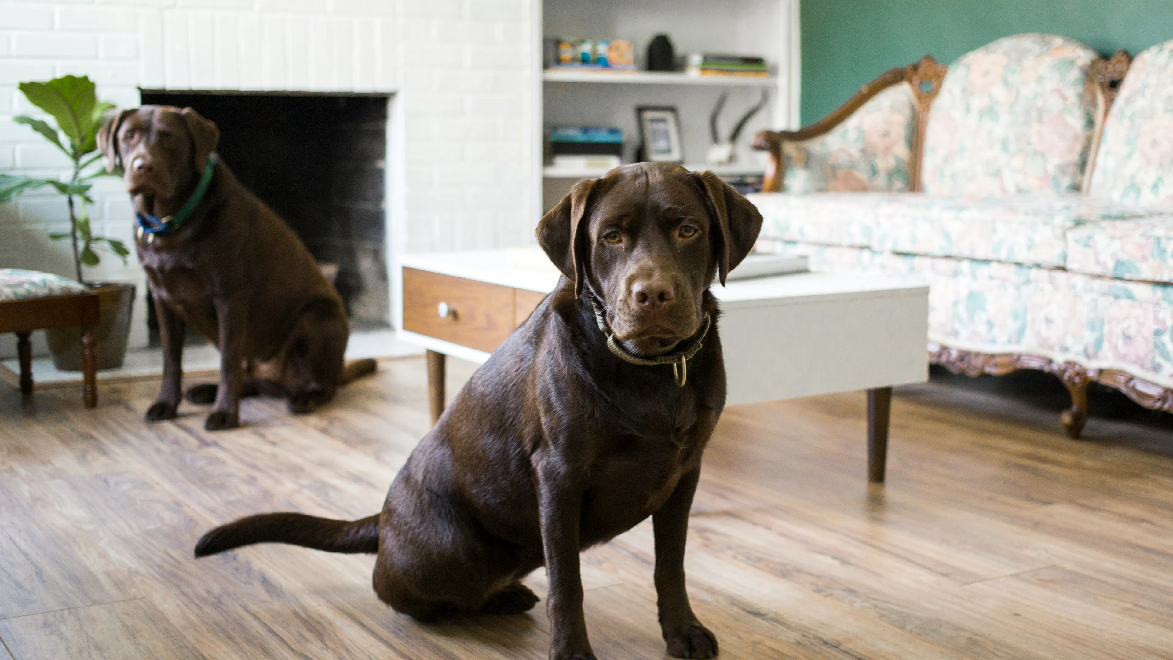 A black labrador retriever sitting on a wooden floor in an elegant apartment