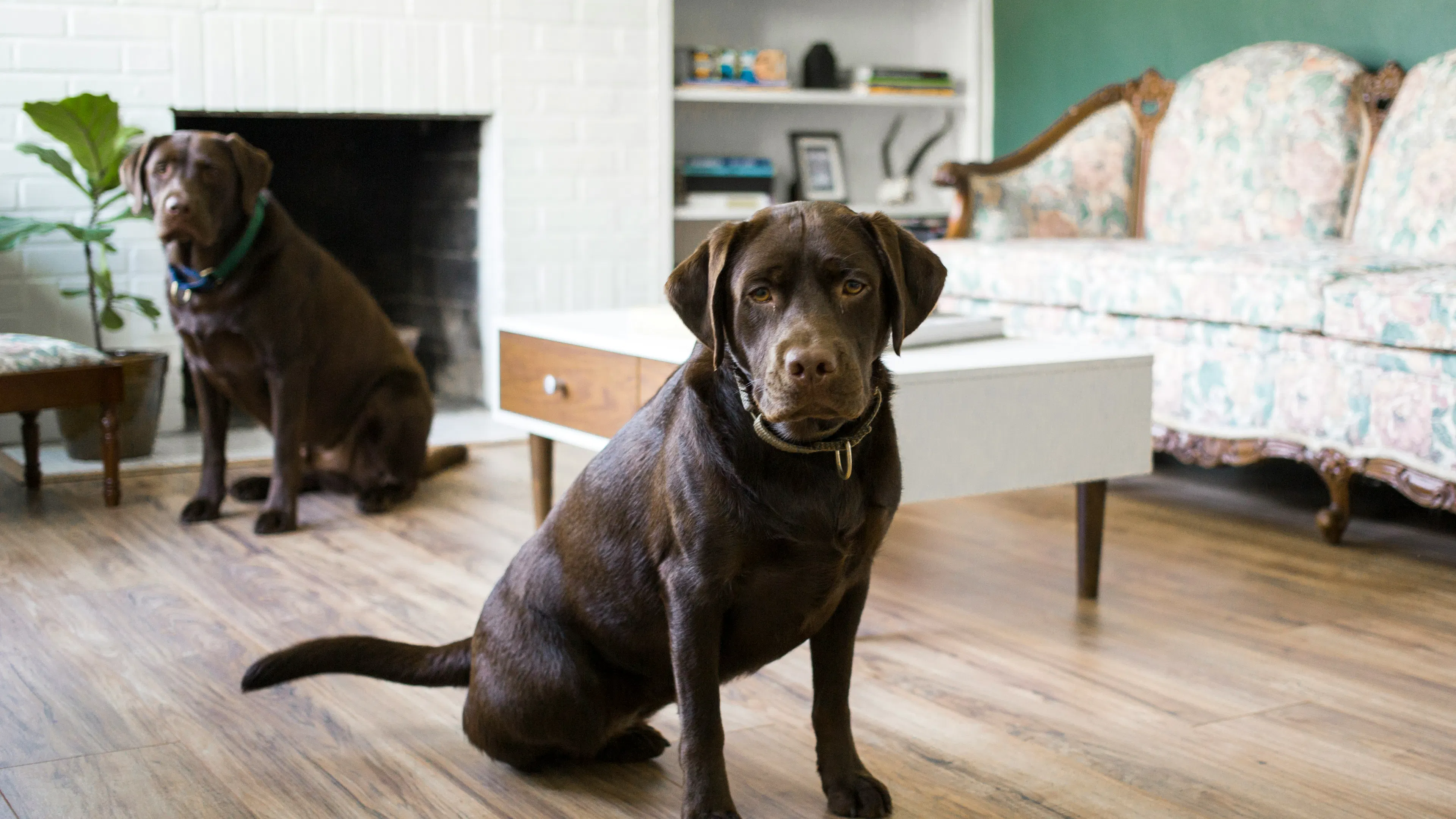 A black labrador retriever sitting on a wooden floor in an elegant apartment