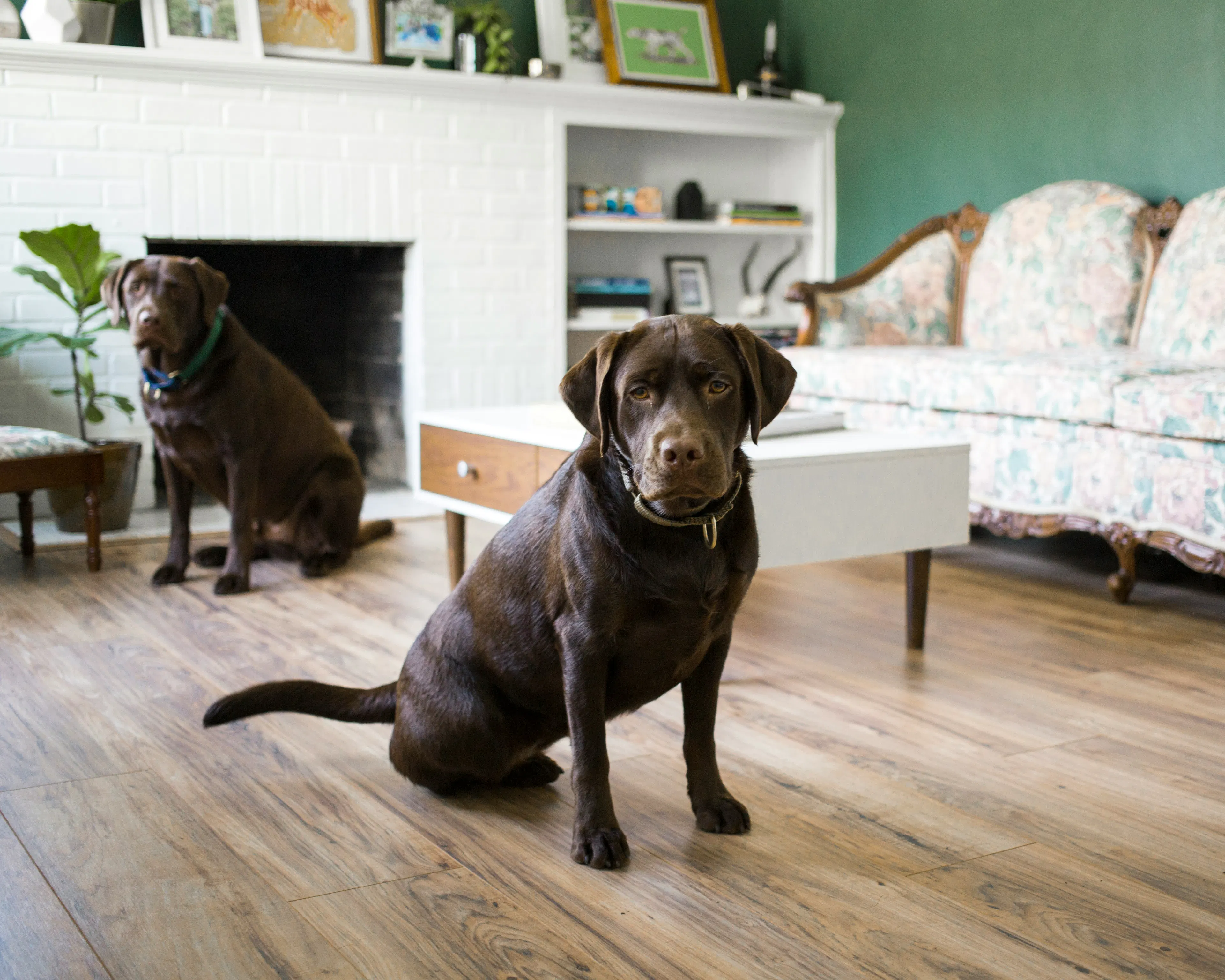 A black labrador retriever sitting on a wooden floor in an elegant apartment