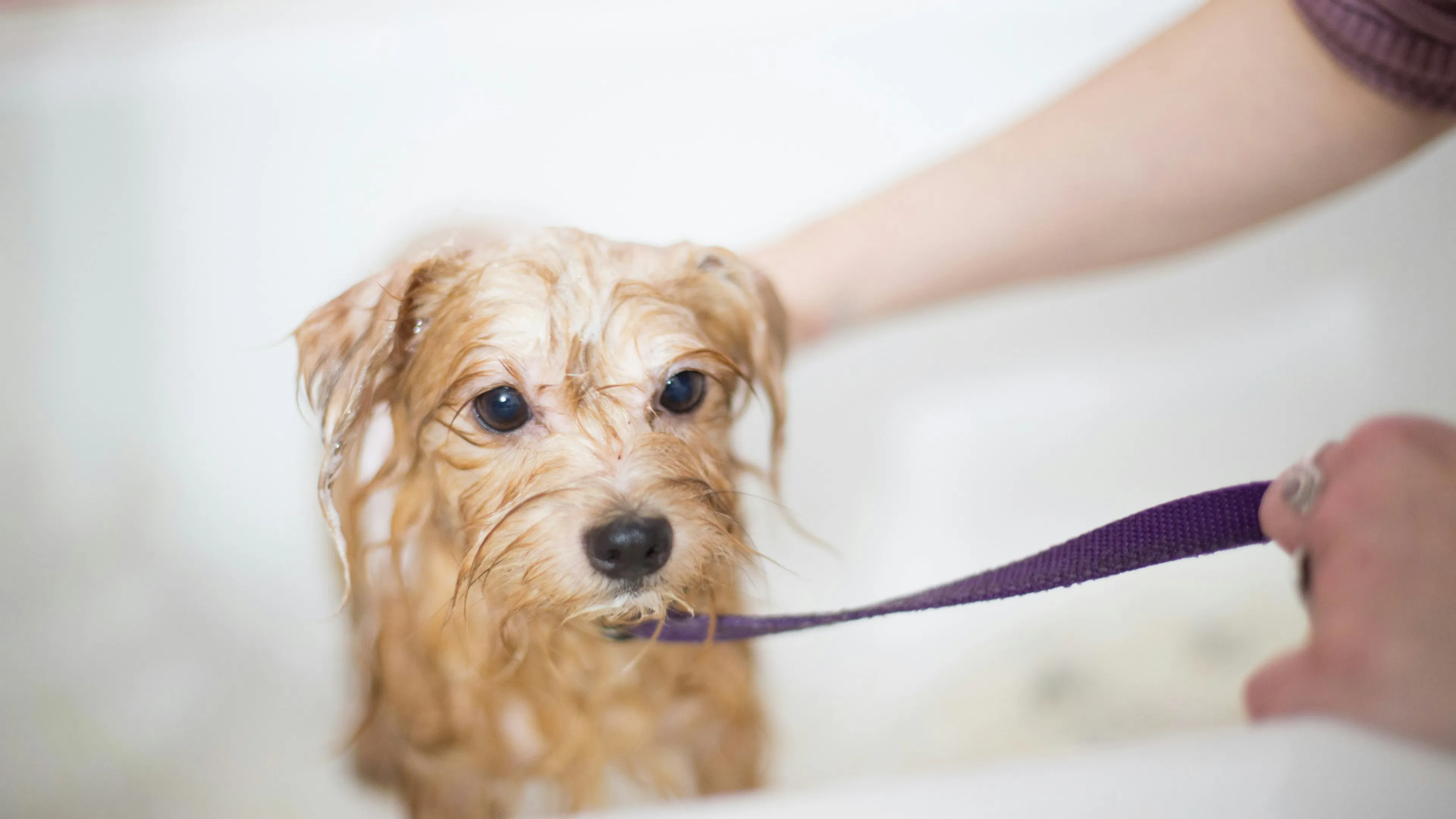 A small Yorkie puppy being bathed in a bathtub and looking not too happy about it