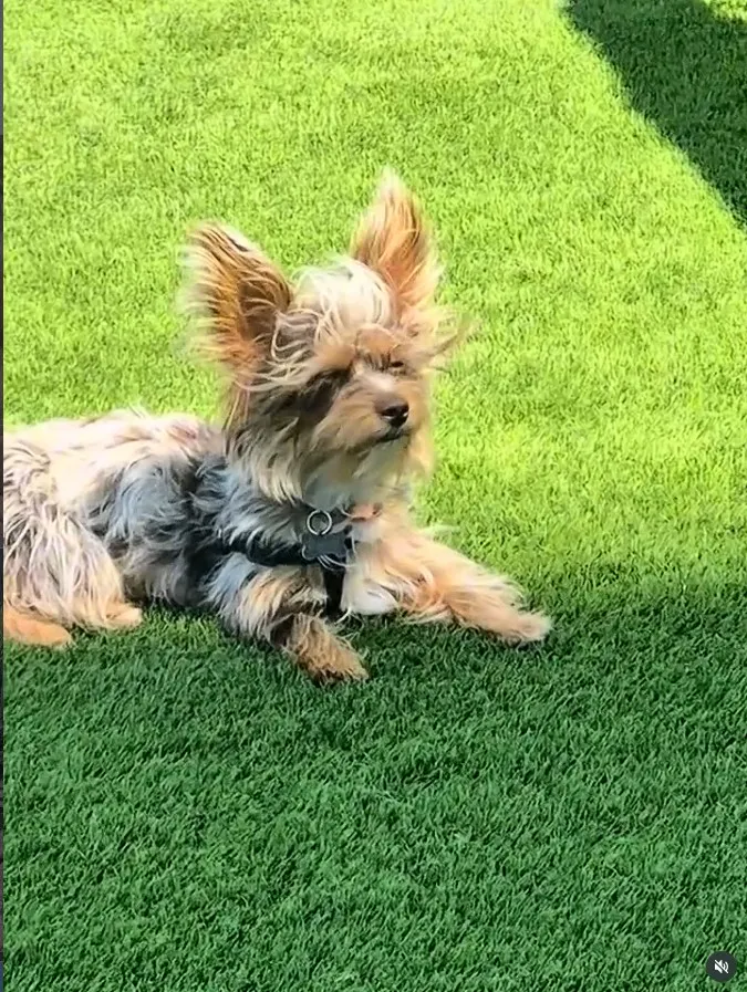 Brown dog sitting in green grass