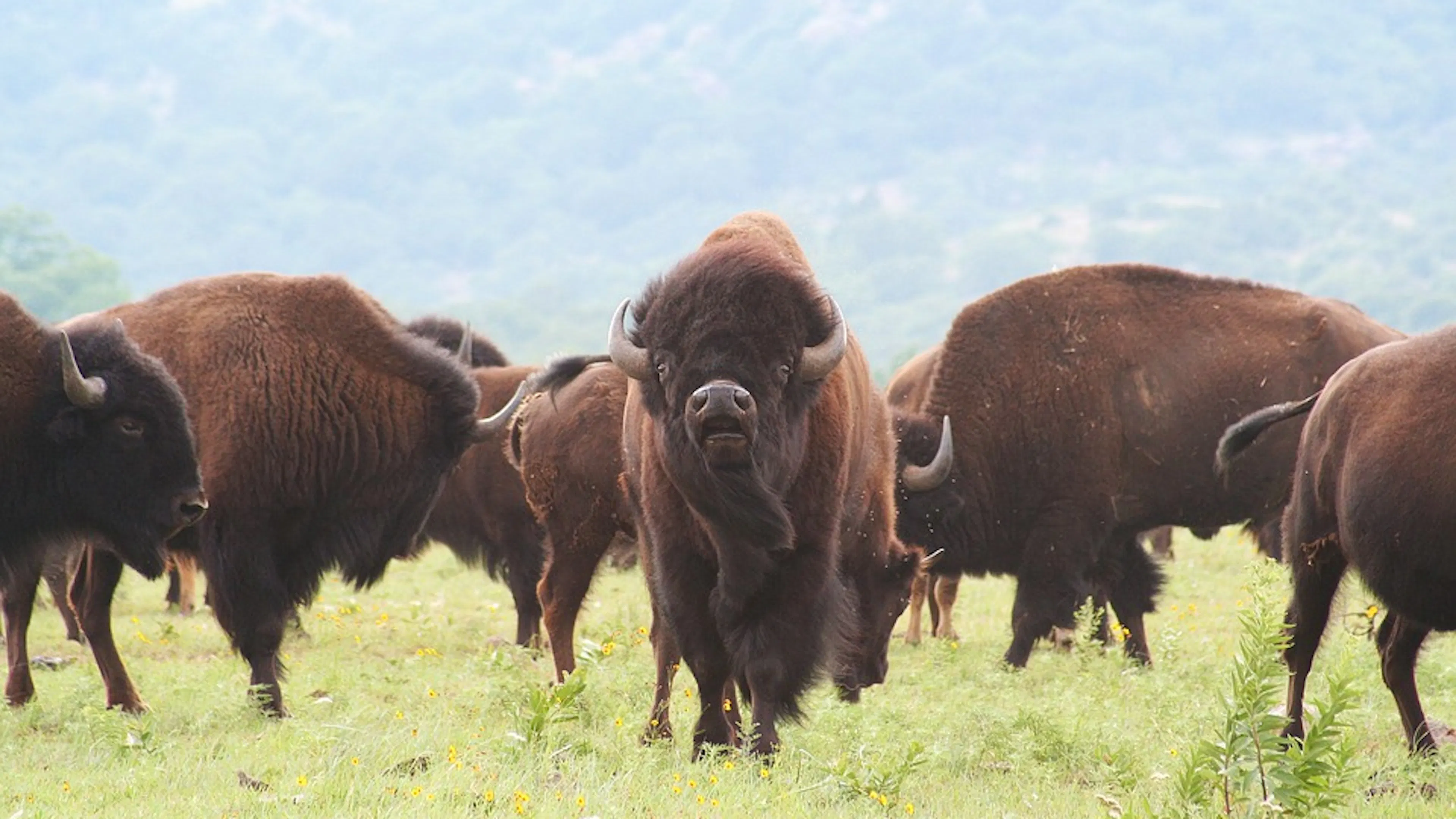 A herd of American bison grazing on a field with one bison looking directly at the camera