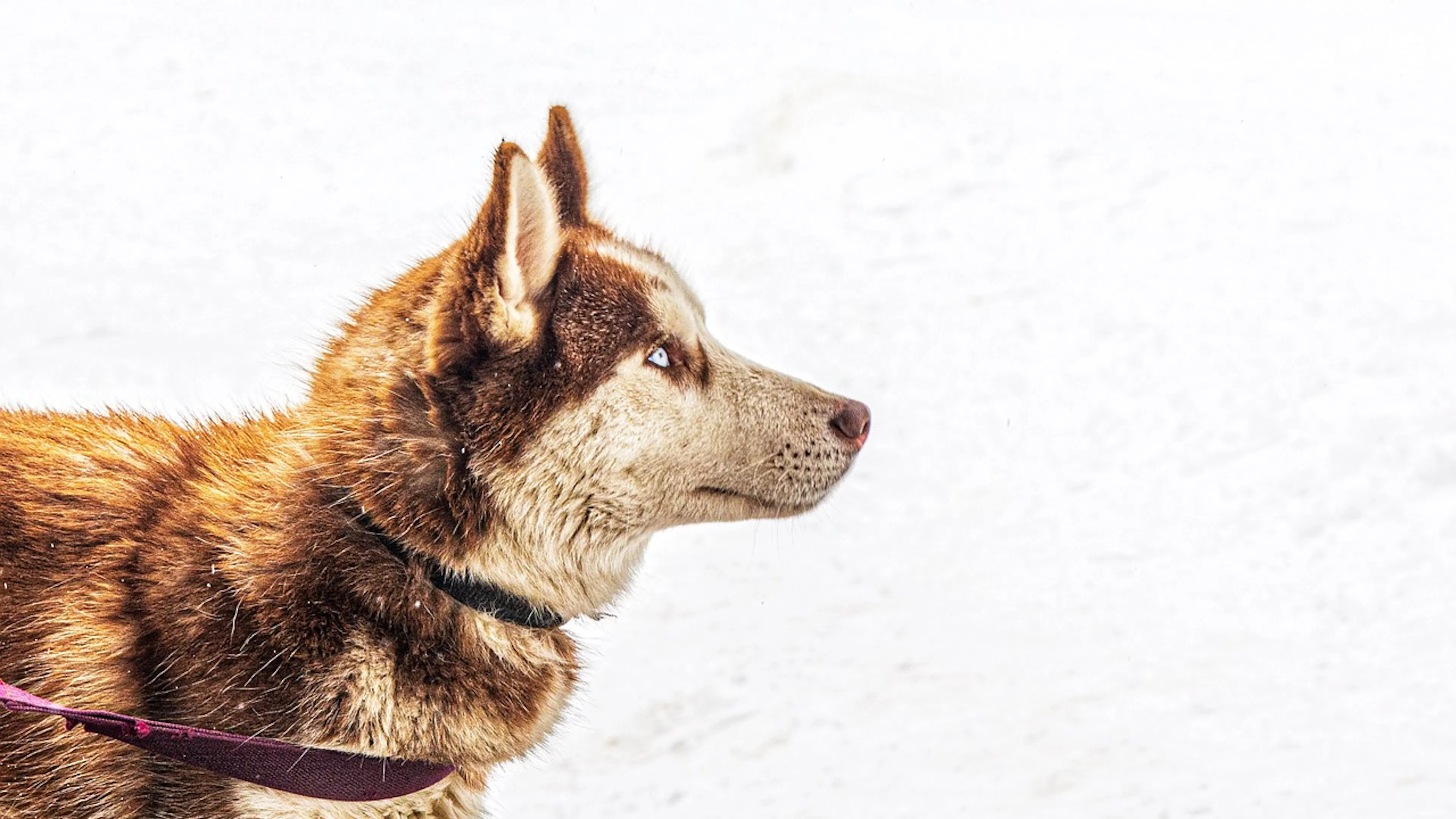 A husky with brown and white fur staring off camera while standing in the snow on a bright sunny day